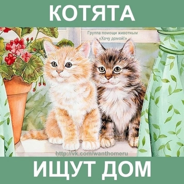 Алчевск оставил котят одних В (3)