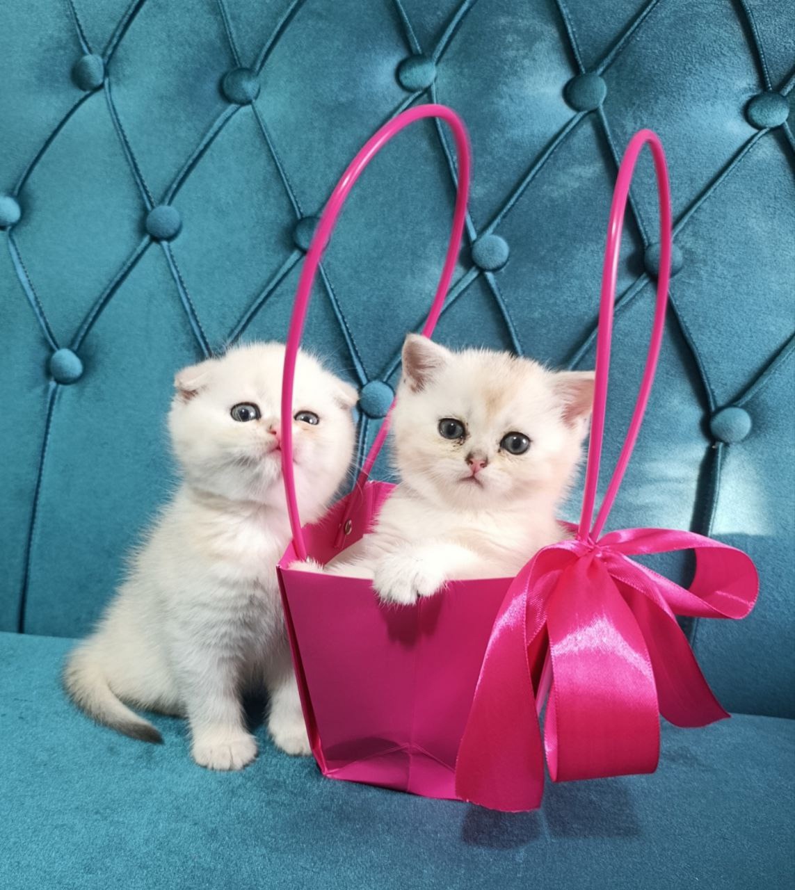 Чудесные котята с породными чертами (2)