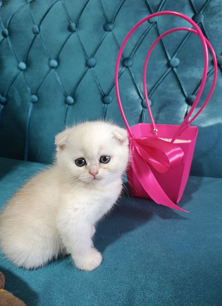 Чудесные котята с породными чертами (4)
