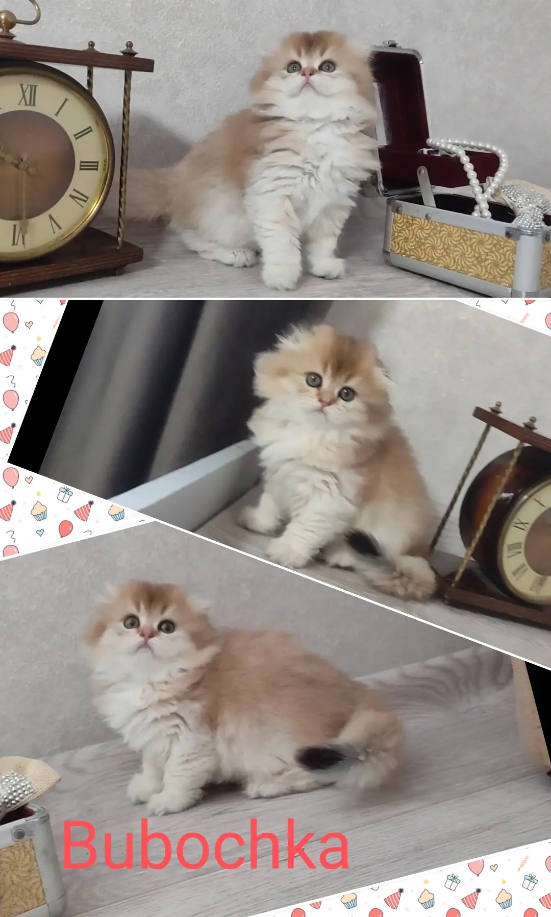 Шотландская вислоухая кошка Bubochka Очаровательная