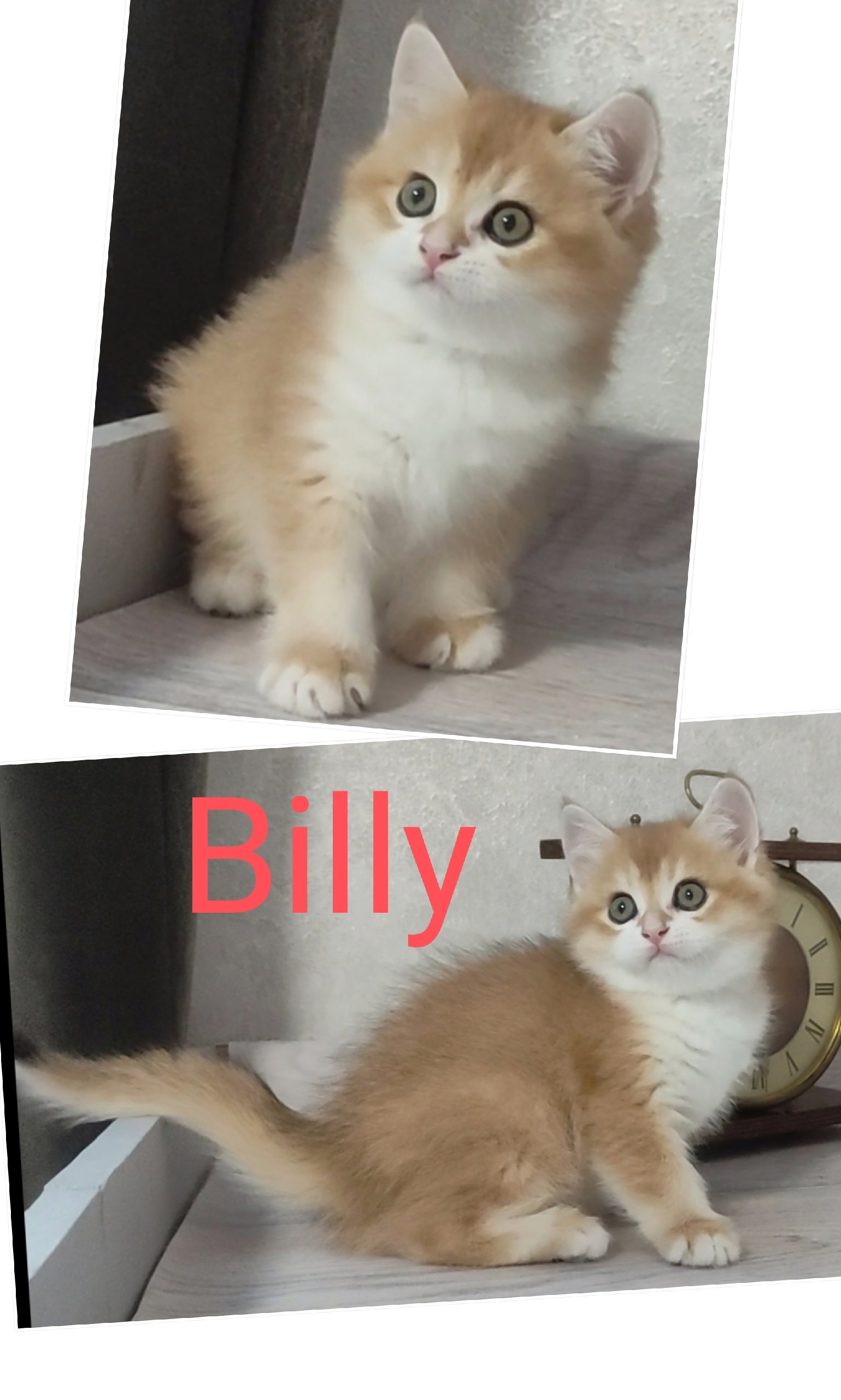 **Шотландский мальчик Billy, золотая шиншилла**