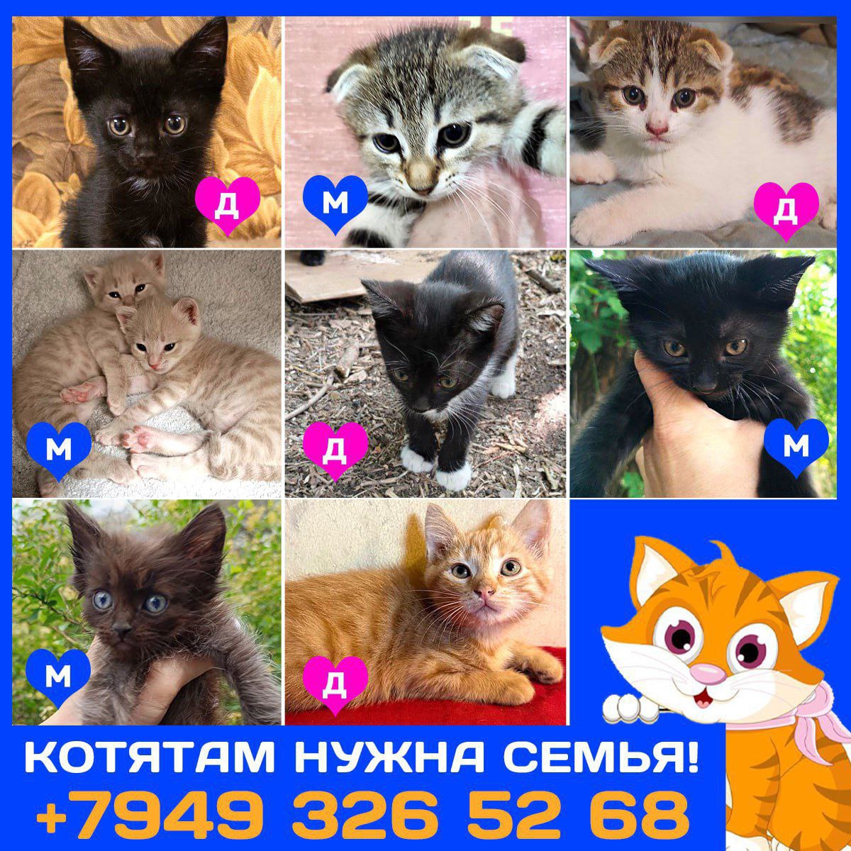Отчаянные котята из Донецка и (3)