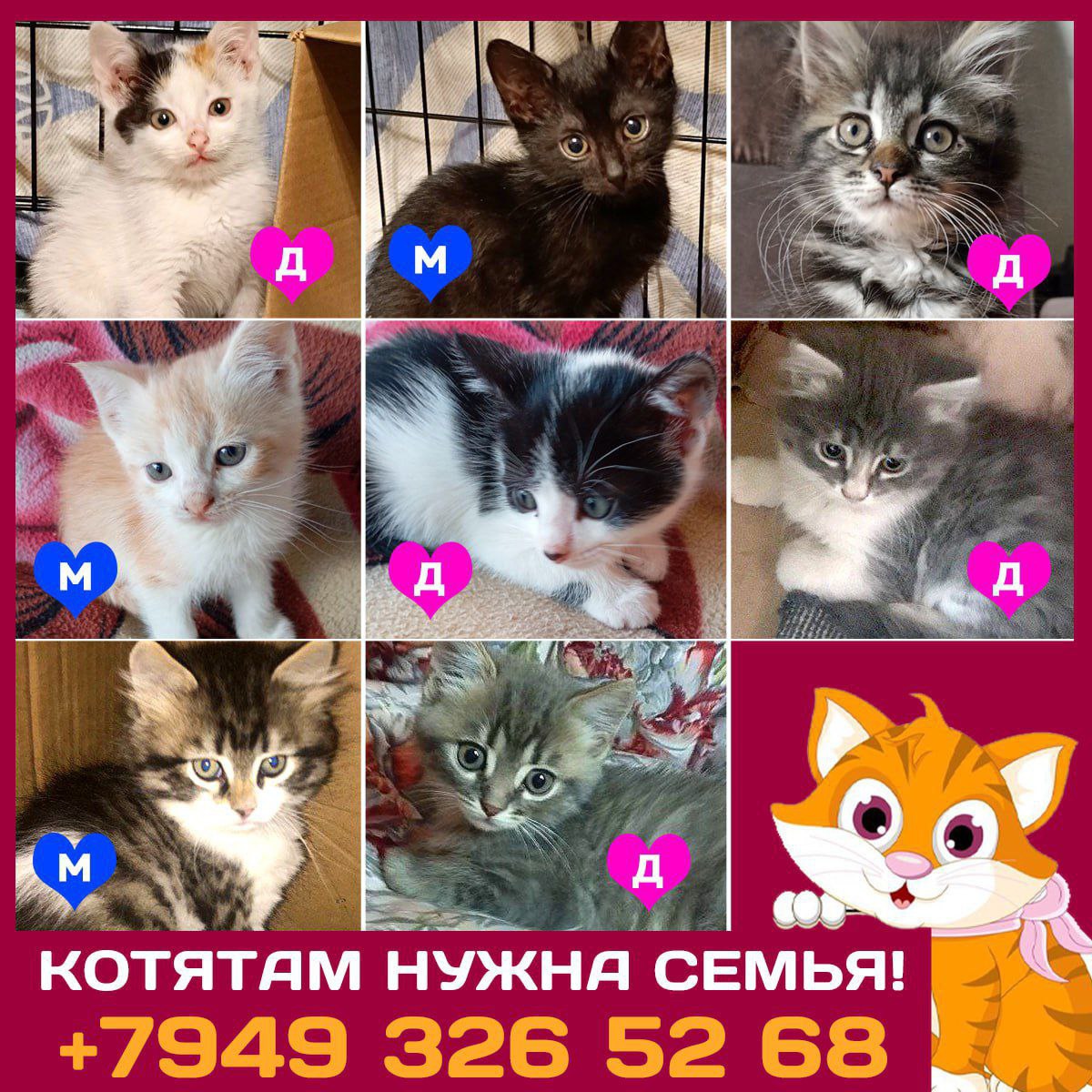 Отчаянные котята из Донецка и (1)