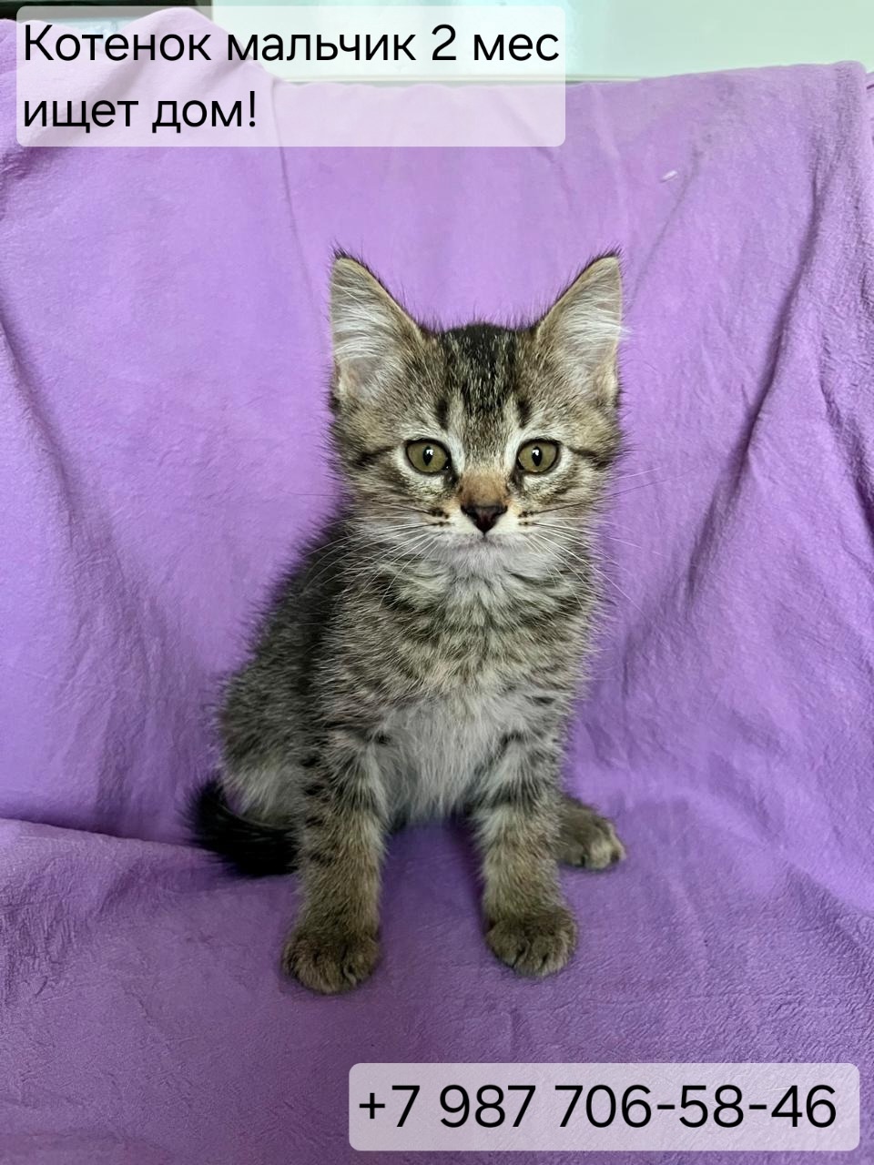 Котёнок ищет заботливых хозяев Маленькому