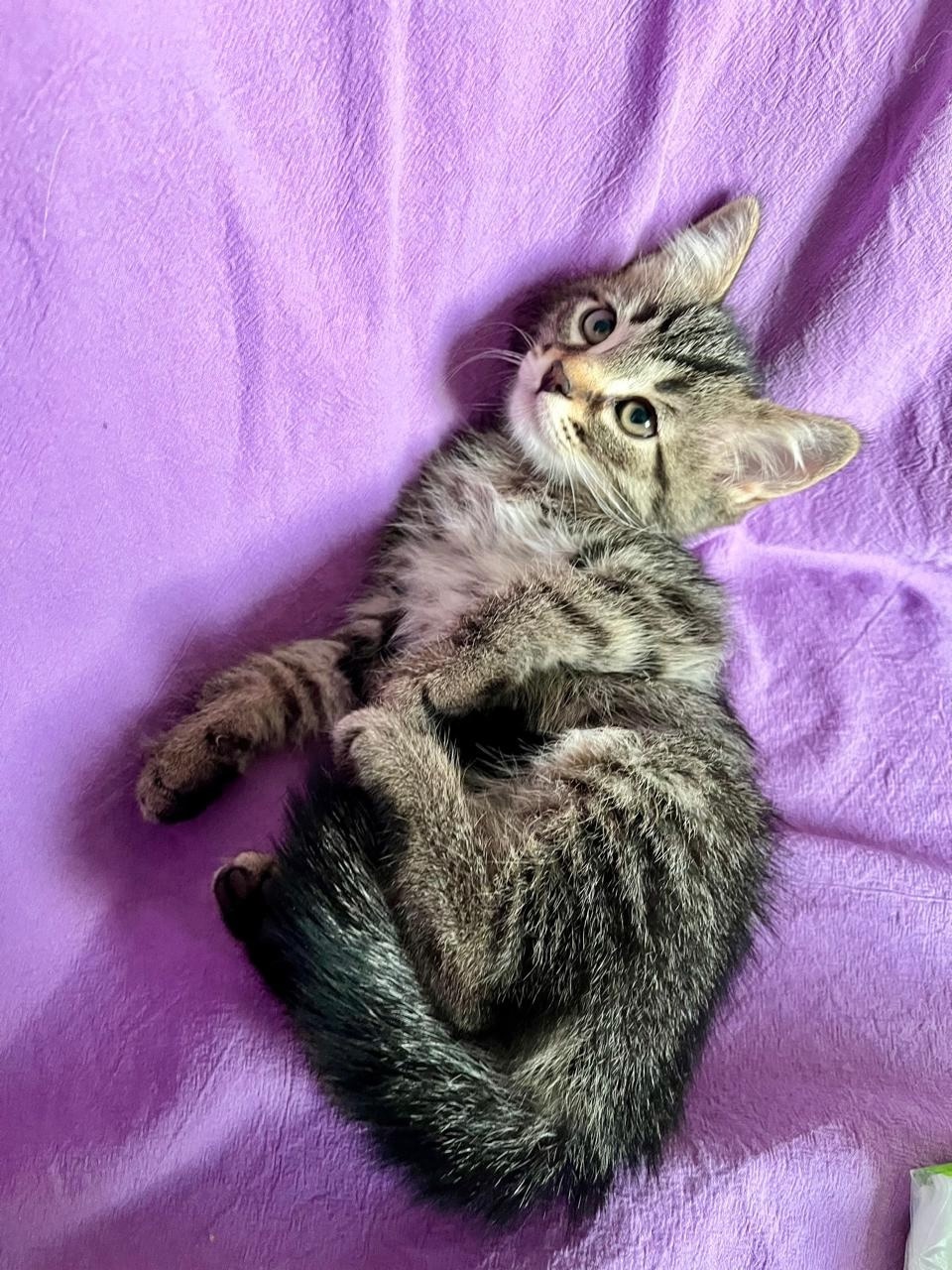 Котёнок ищет заботливых хозяев Маленькому (3)