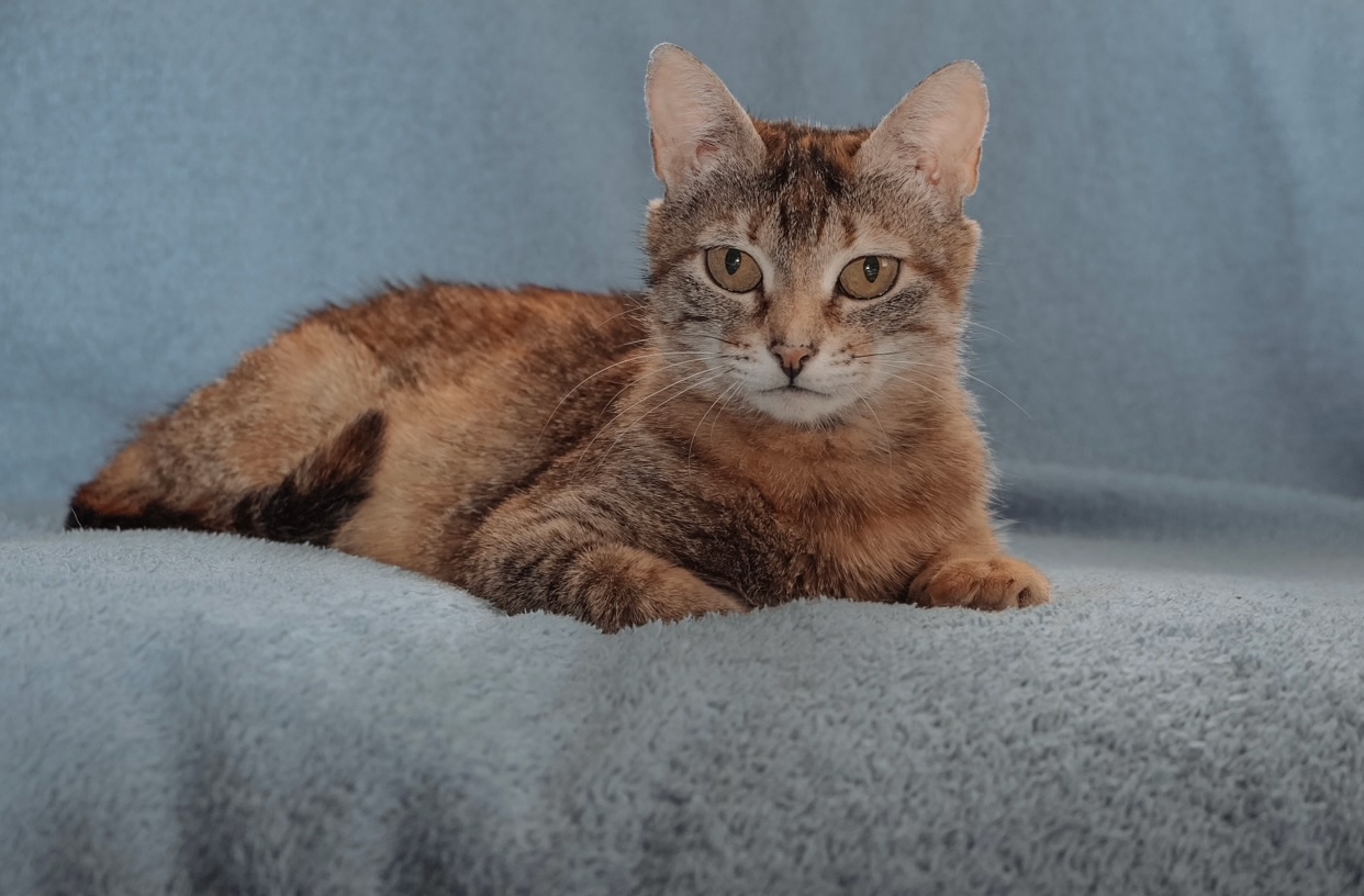 Отличная кошка ищет дом Бесплатно