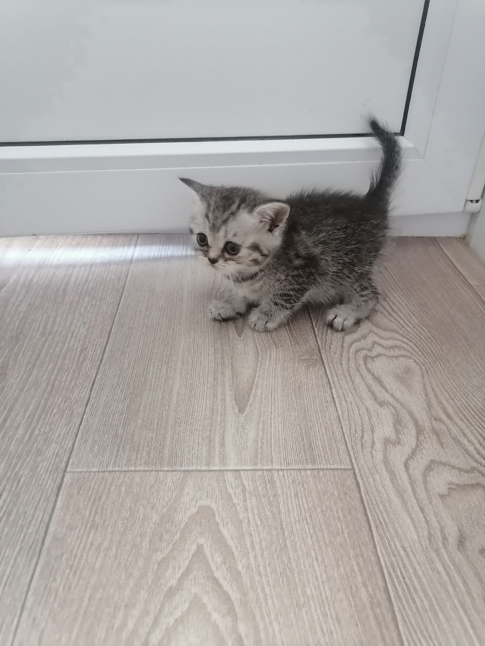 Шотландские котята ищут заботливых хозяев (1)