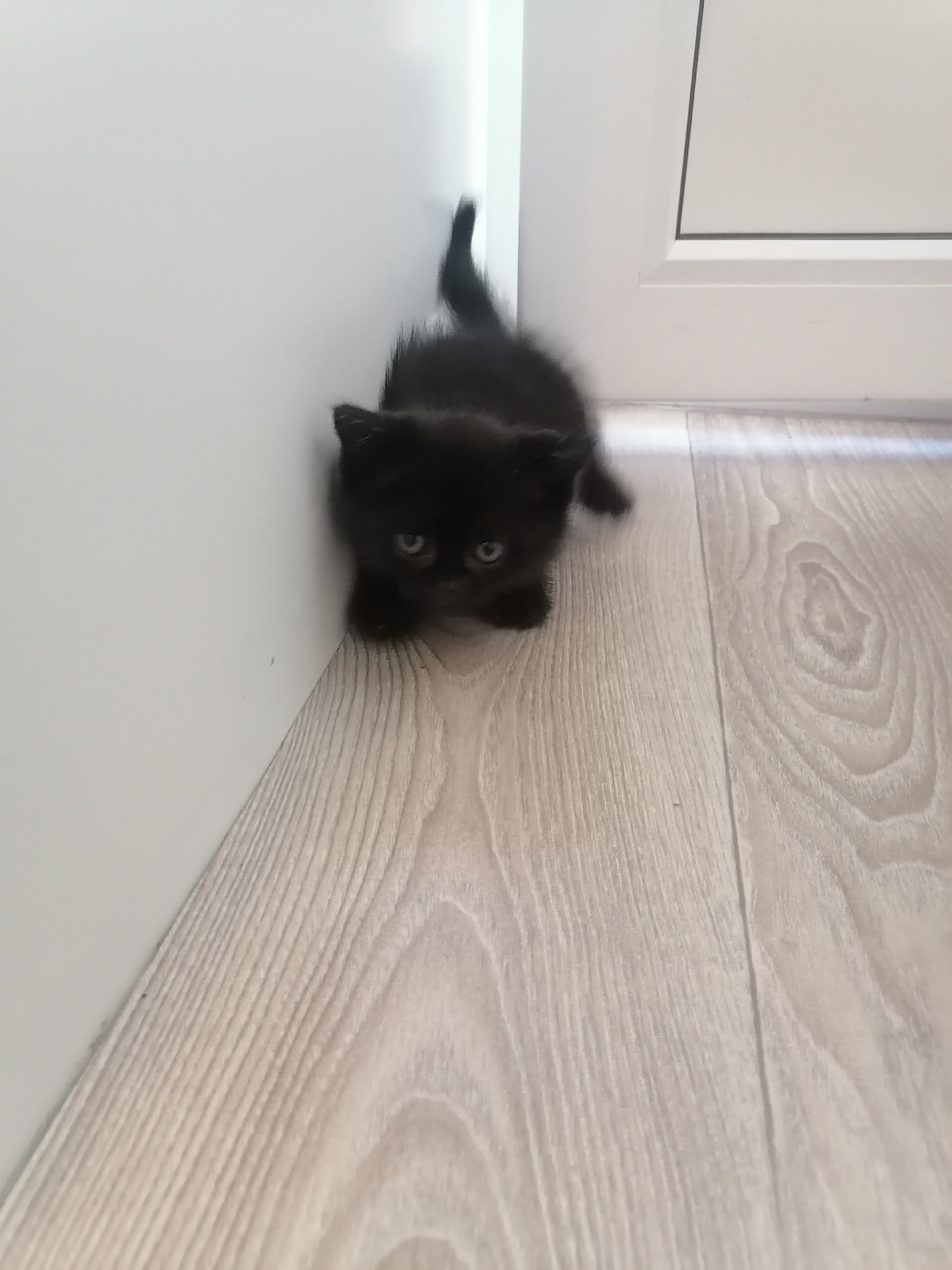Шотландские котята ищут заботливых хозяев