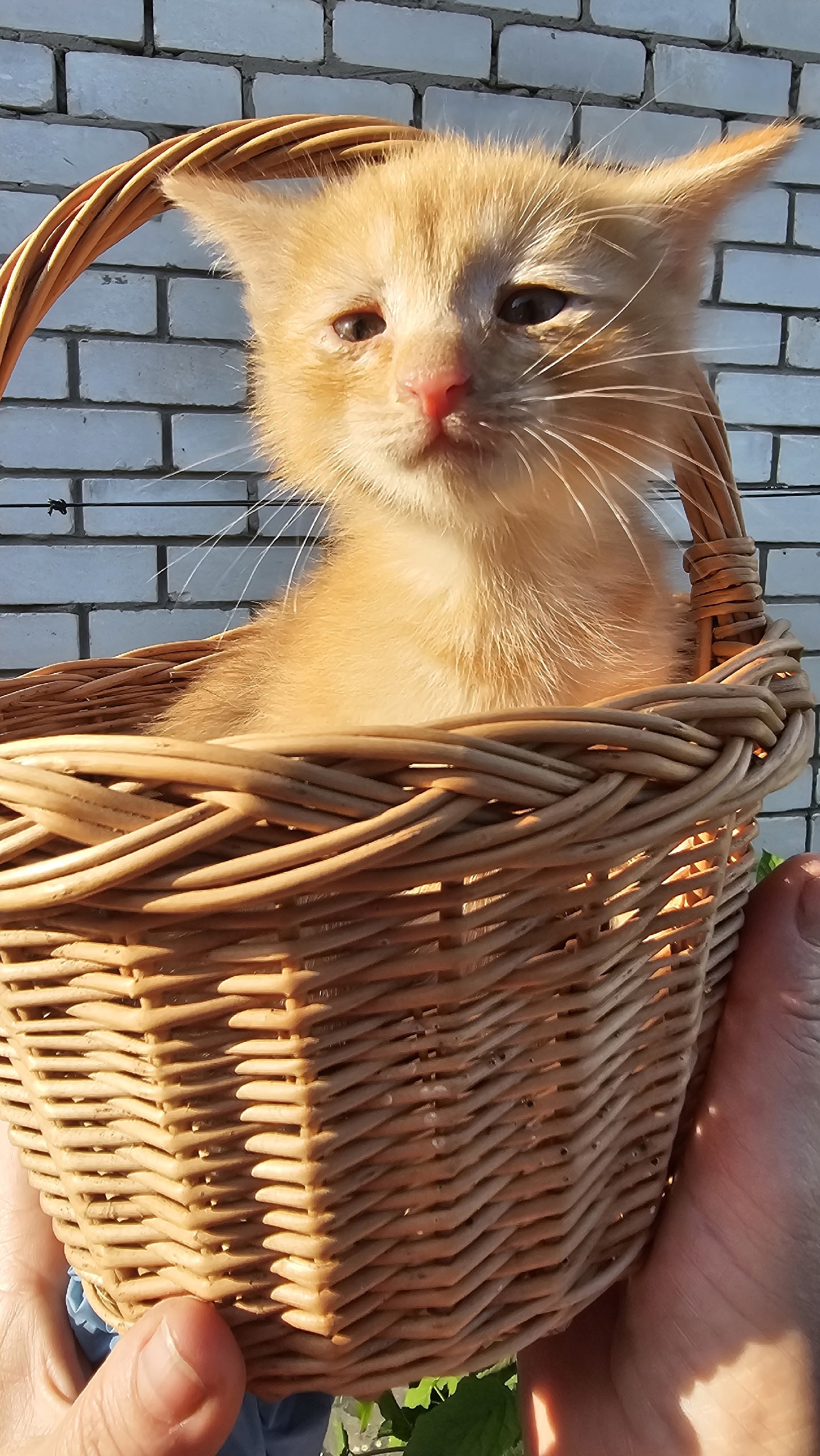 Солнечный котёнок ищет любящий дом (3)