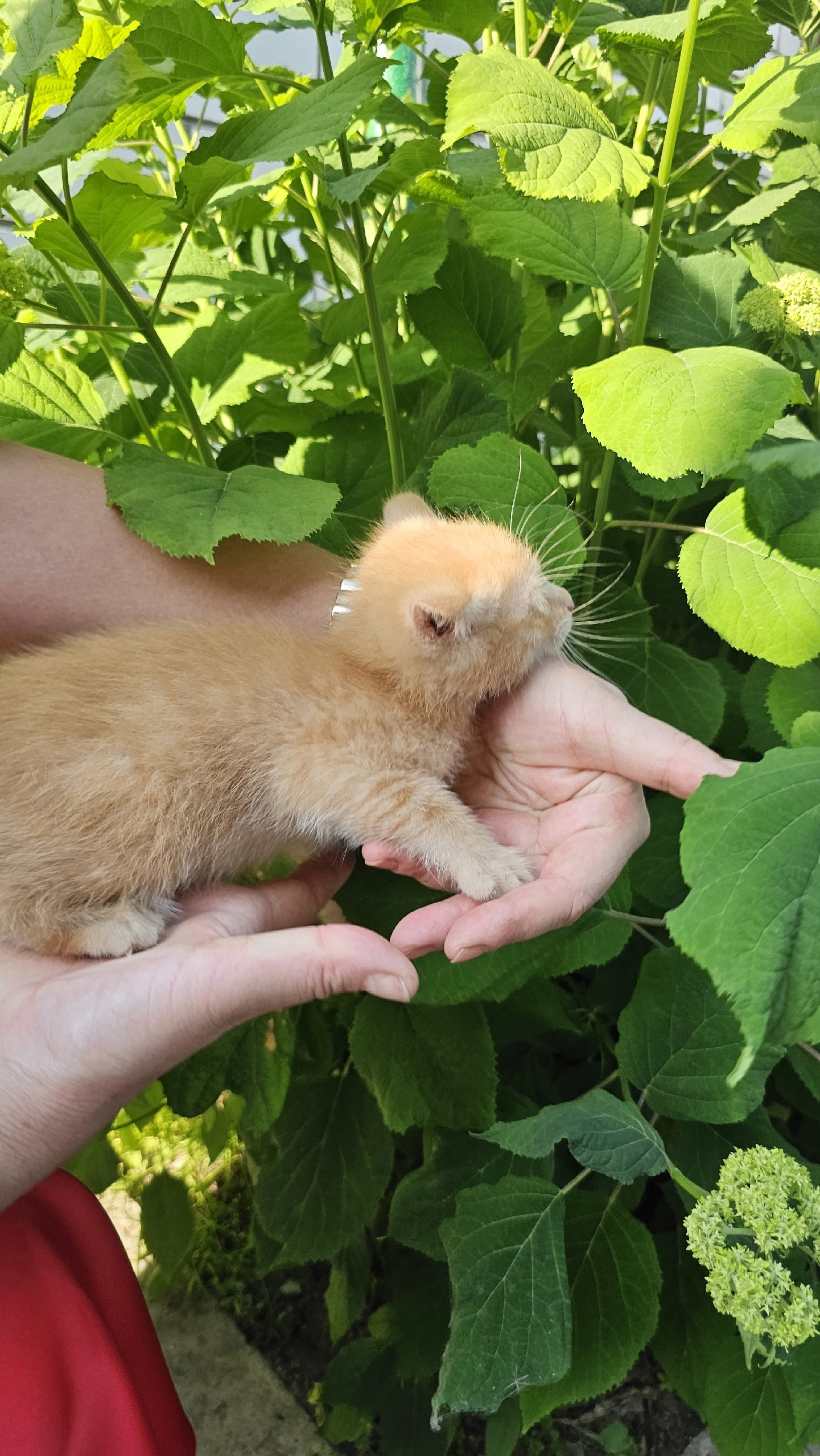 Солнечный котёнок ищет любящий дом (2)