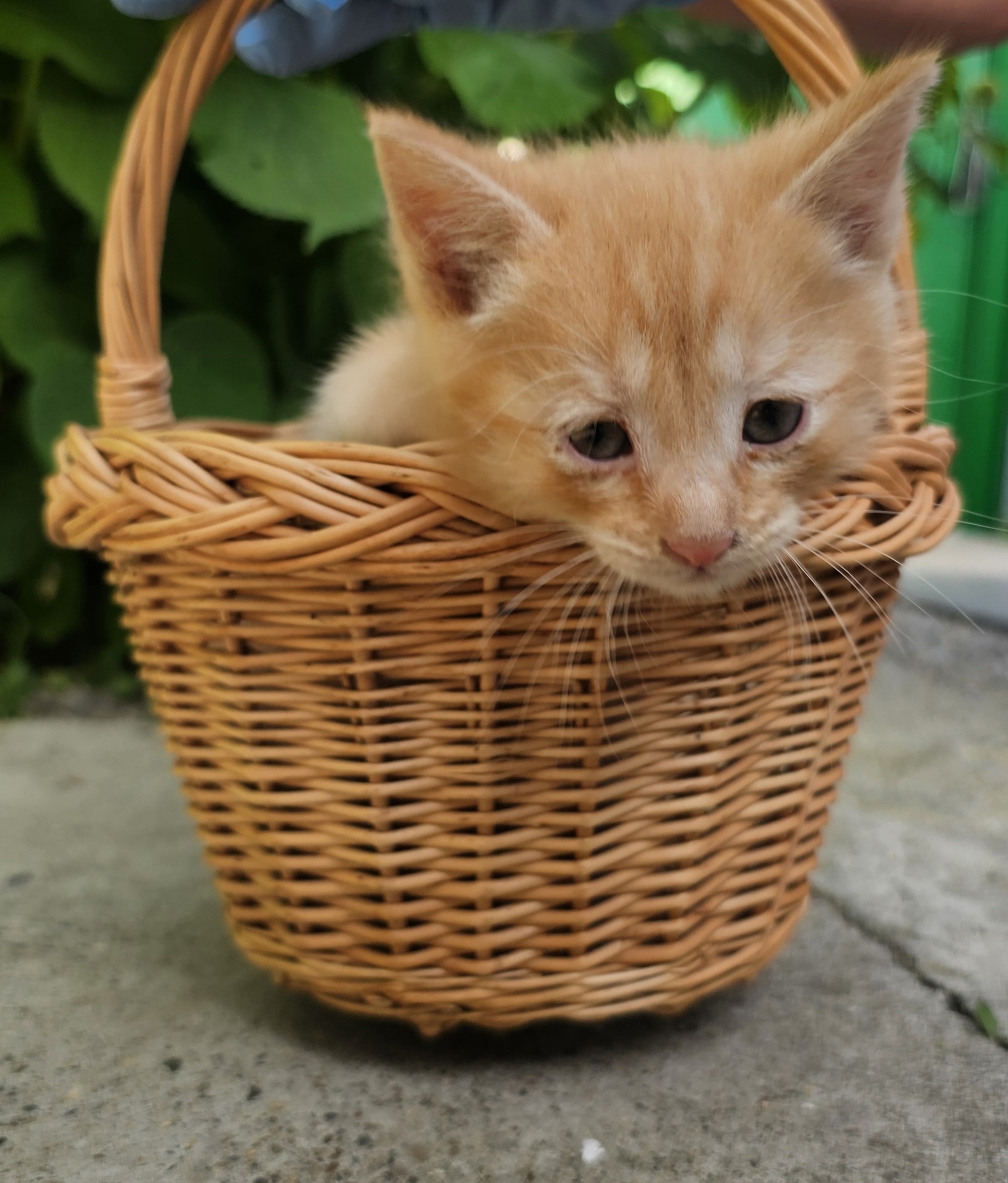Солнечный котёнок ищет любящий дом (4)