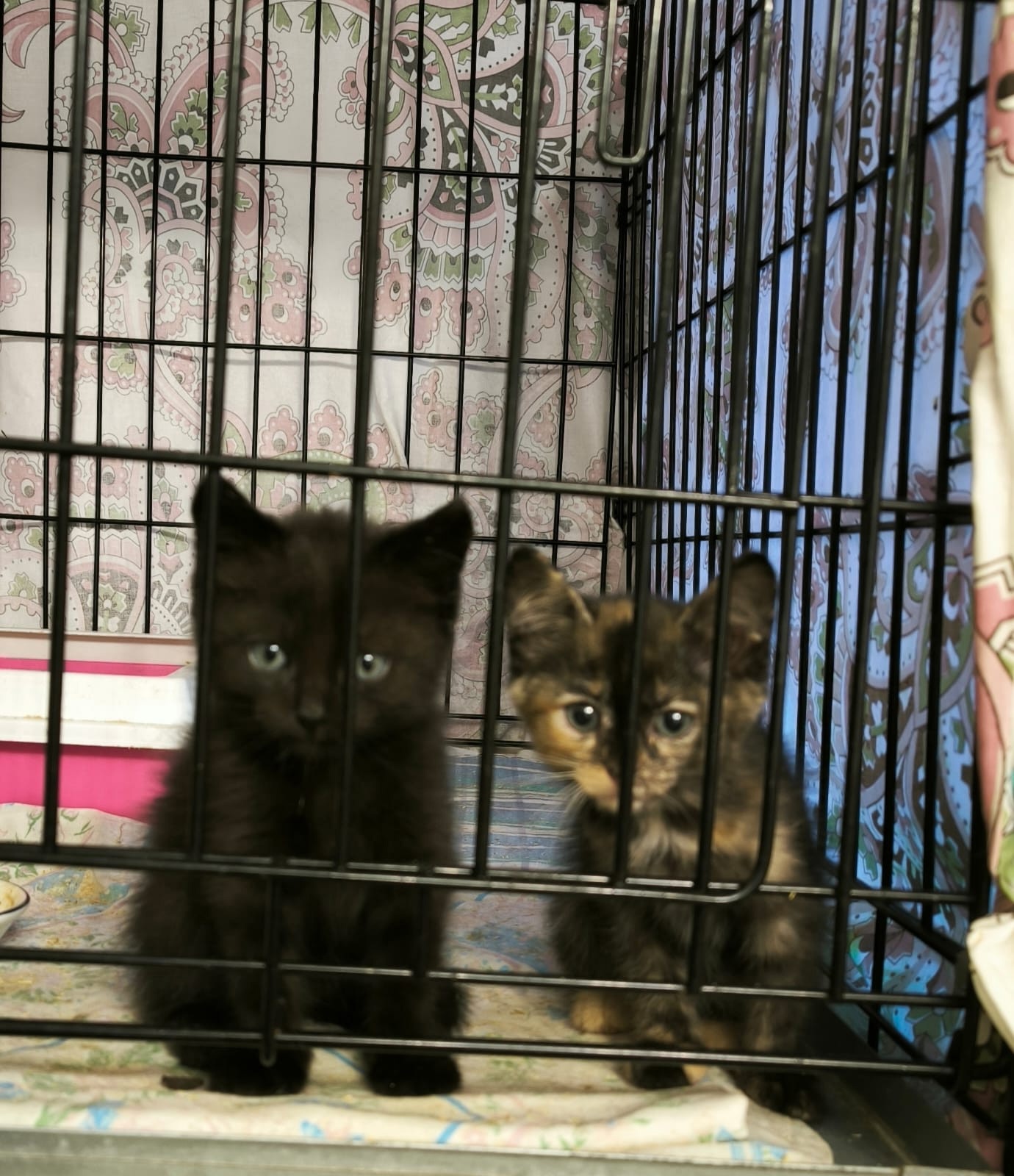 Черный котенок с бирюзовыми глазами (3)