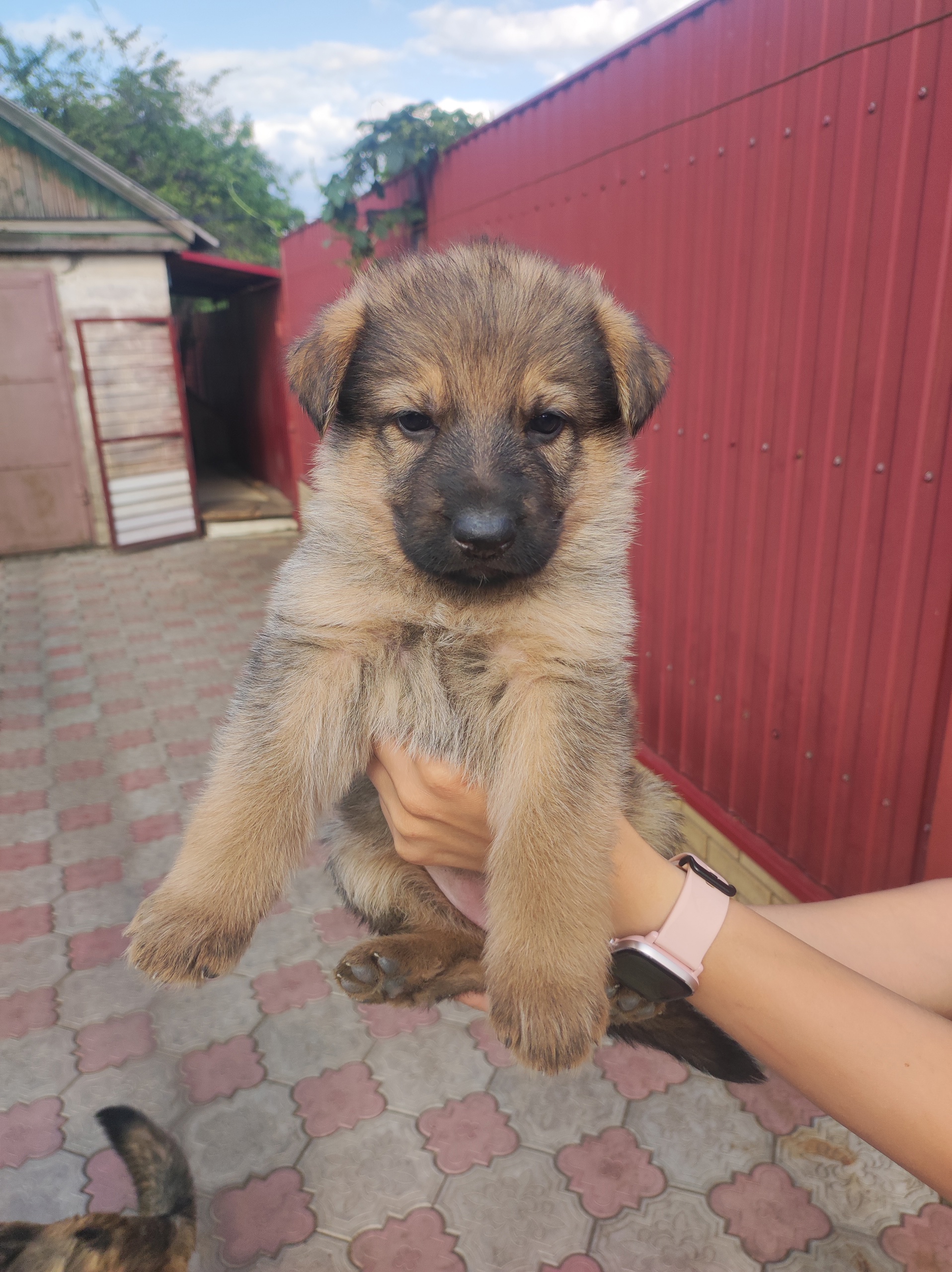 Щенки немецкой овчарки в продаже