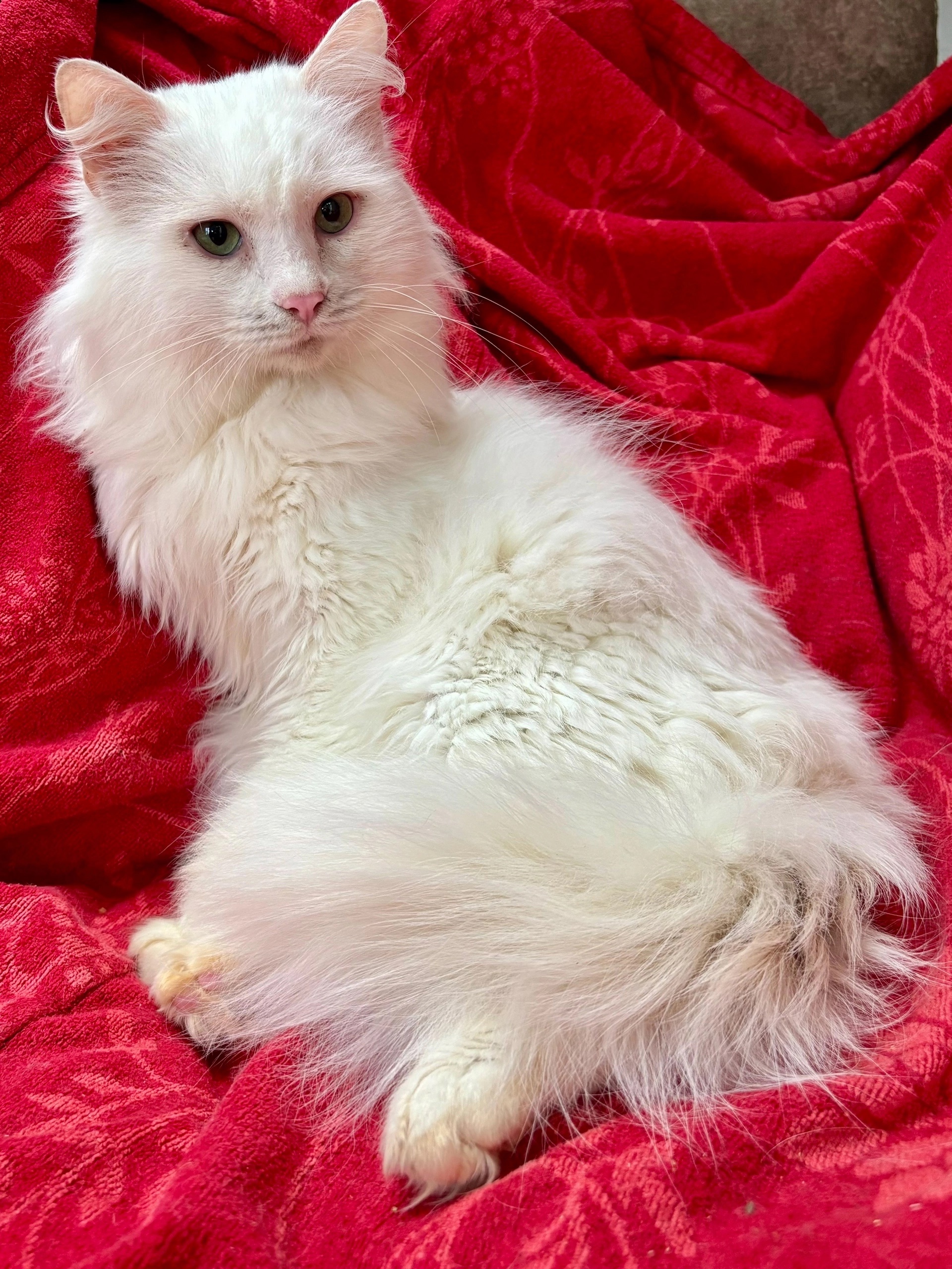 **Ищем семью для кота Снежка**