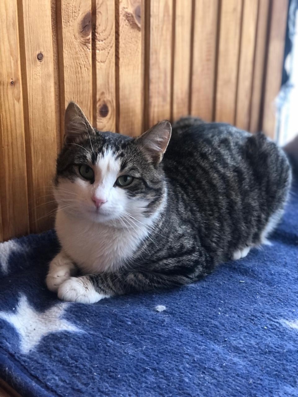 Дом для ласкового кота Тёмы (3)