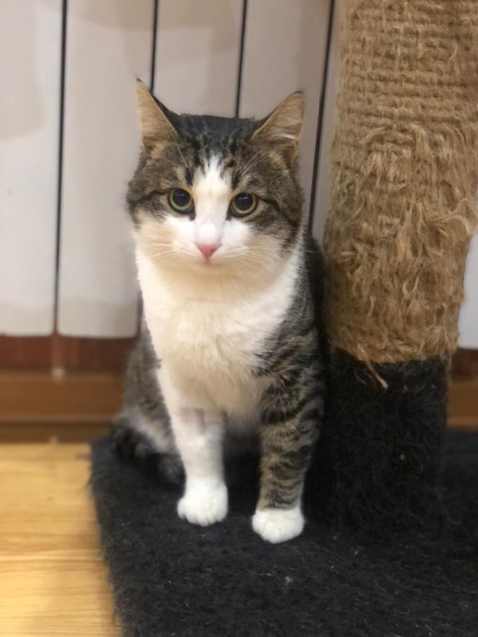 Дом для ласкового кота Тёмы
