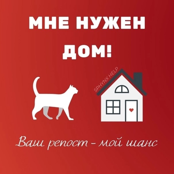 Дом для ласкового кота Тёмы (4)