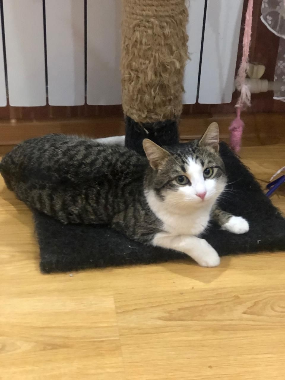 Дом для ласкового кота Тёмы (1)