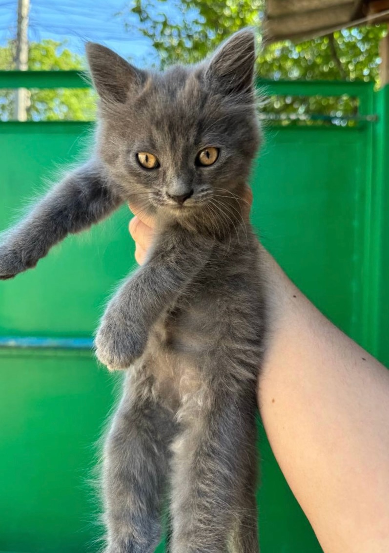 Отдам котят в хорошие руки (3)