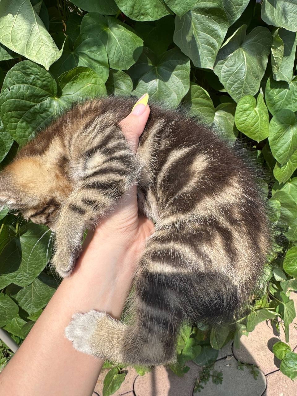 Отдам котят в хорошие руки (2)