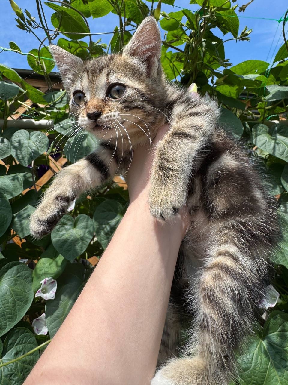 Отдам котят в хорошие руки