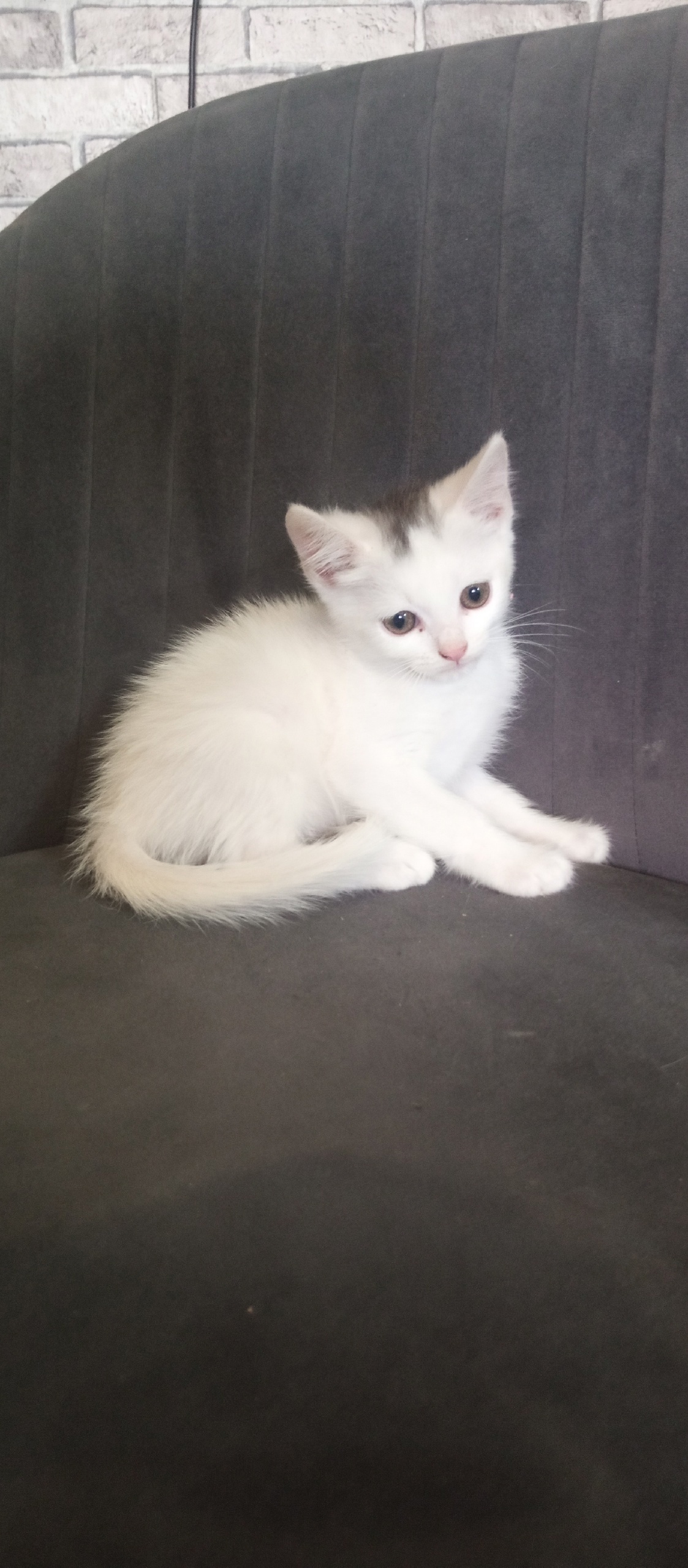 Котята в хорошие руки, Луганск (1)