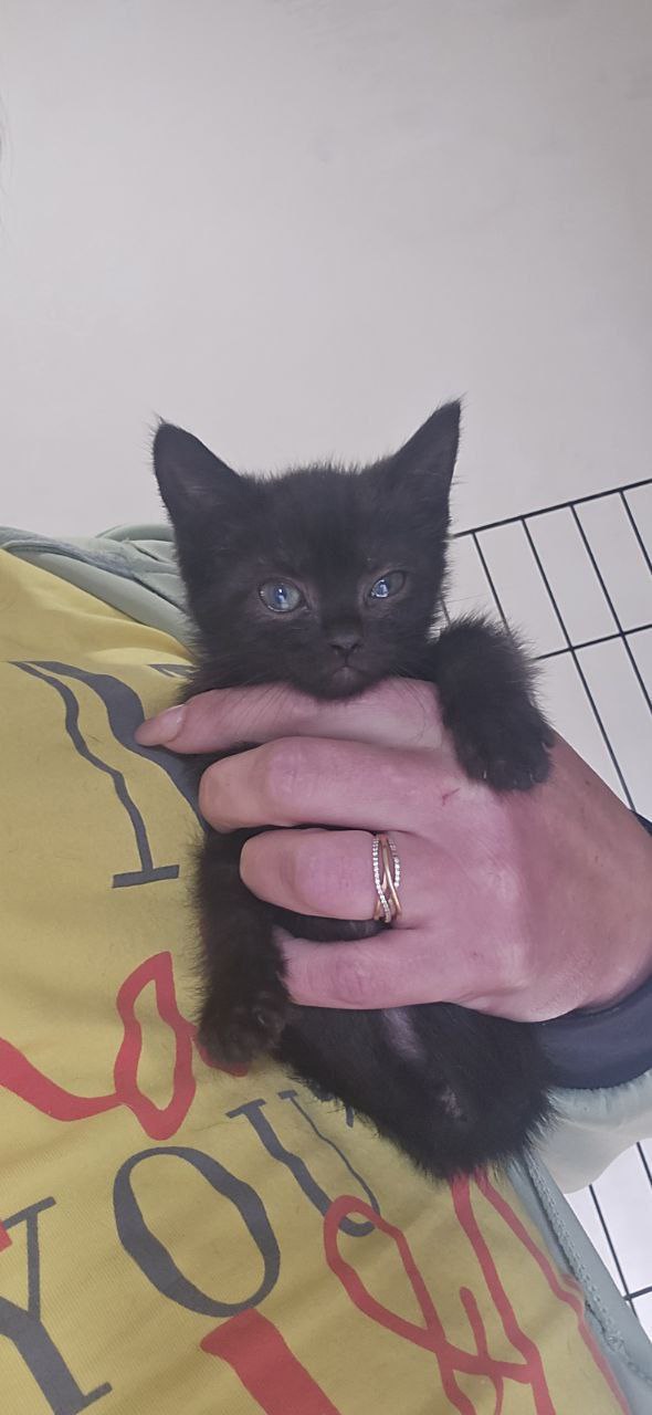 Маленькие котята ищут дом Две