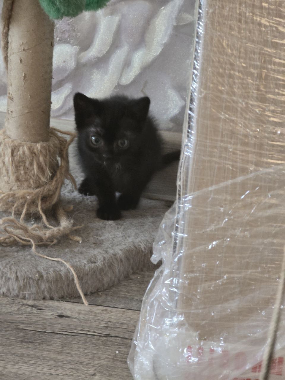Маленькие котята ищут дом Две (7)
