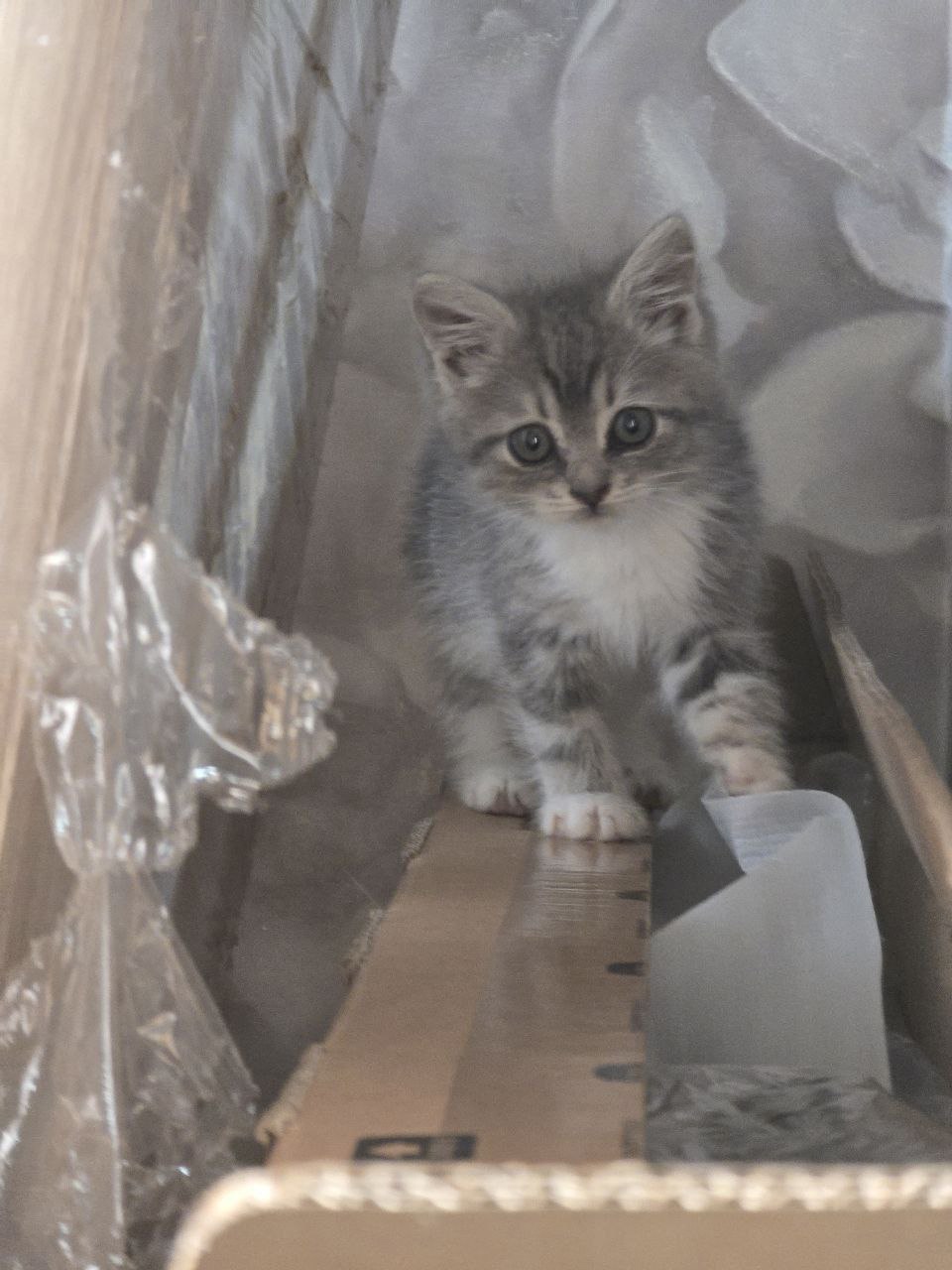 Маленькие котята ищут дом Две (2)