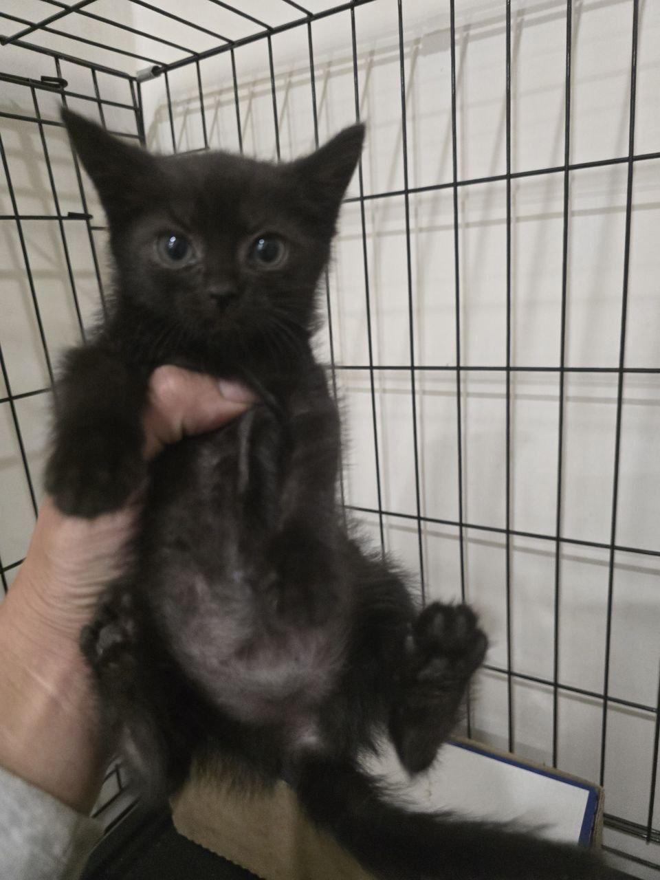 Маленькие котята ищут дом Две (6)