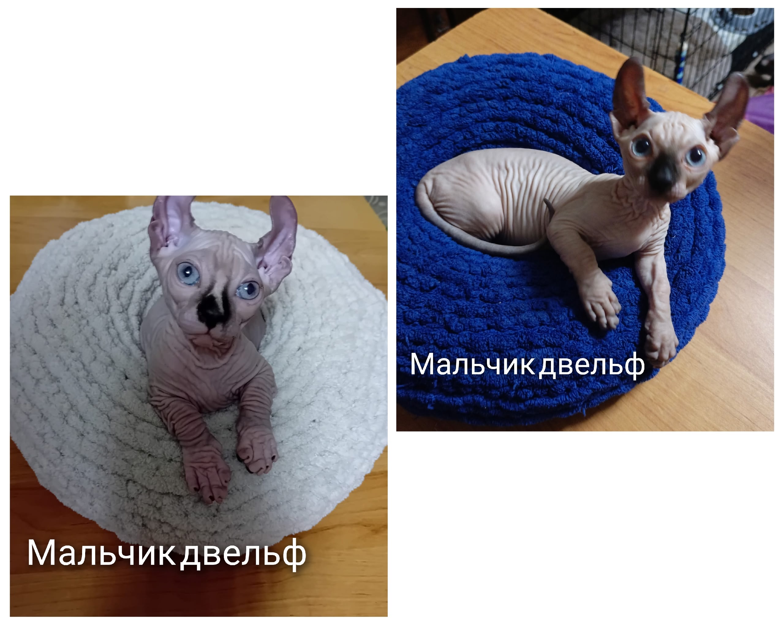 Чудесные голубоглазые котята двэльфы Продаются