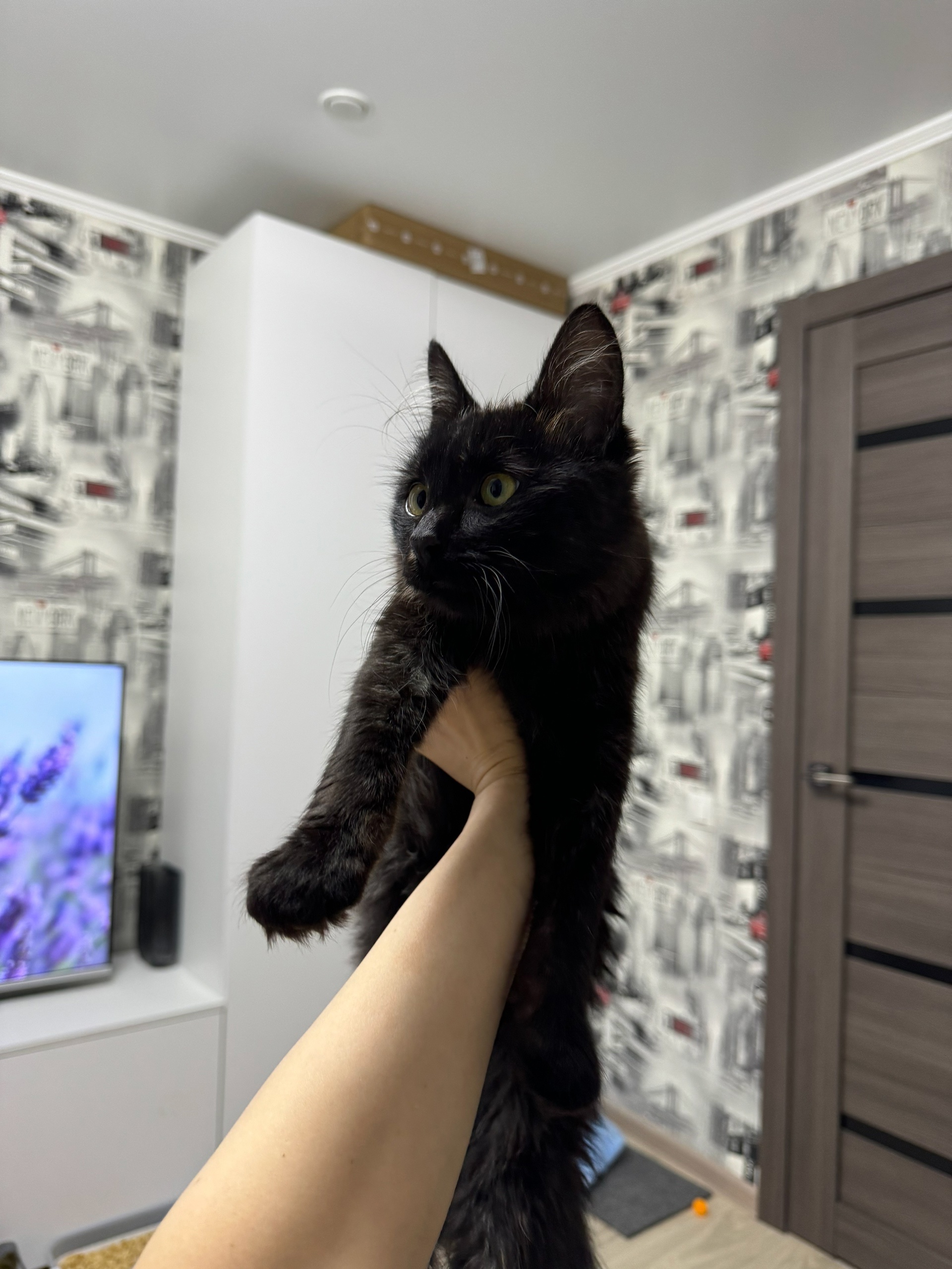 Ласковый четырёхмесячный котёнок ищет дом