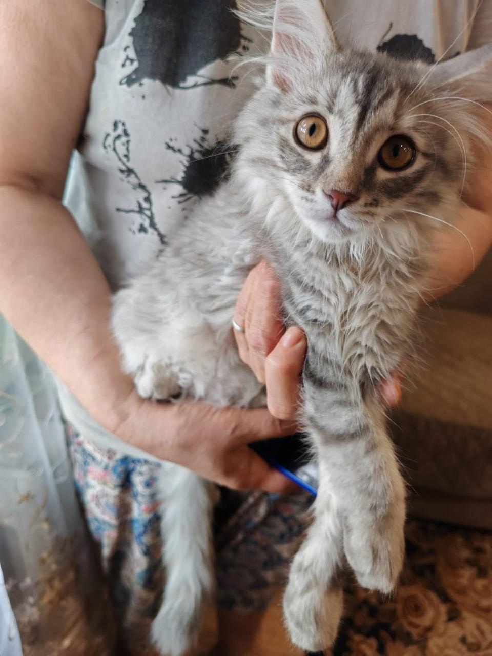 Найдите дом для котенка На