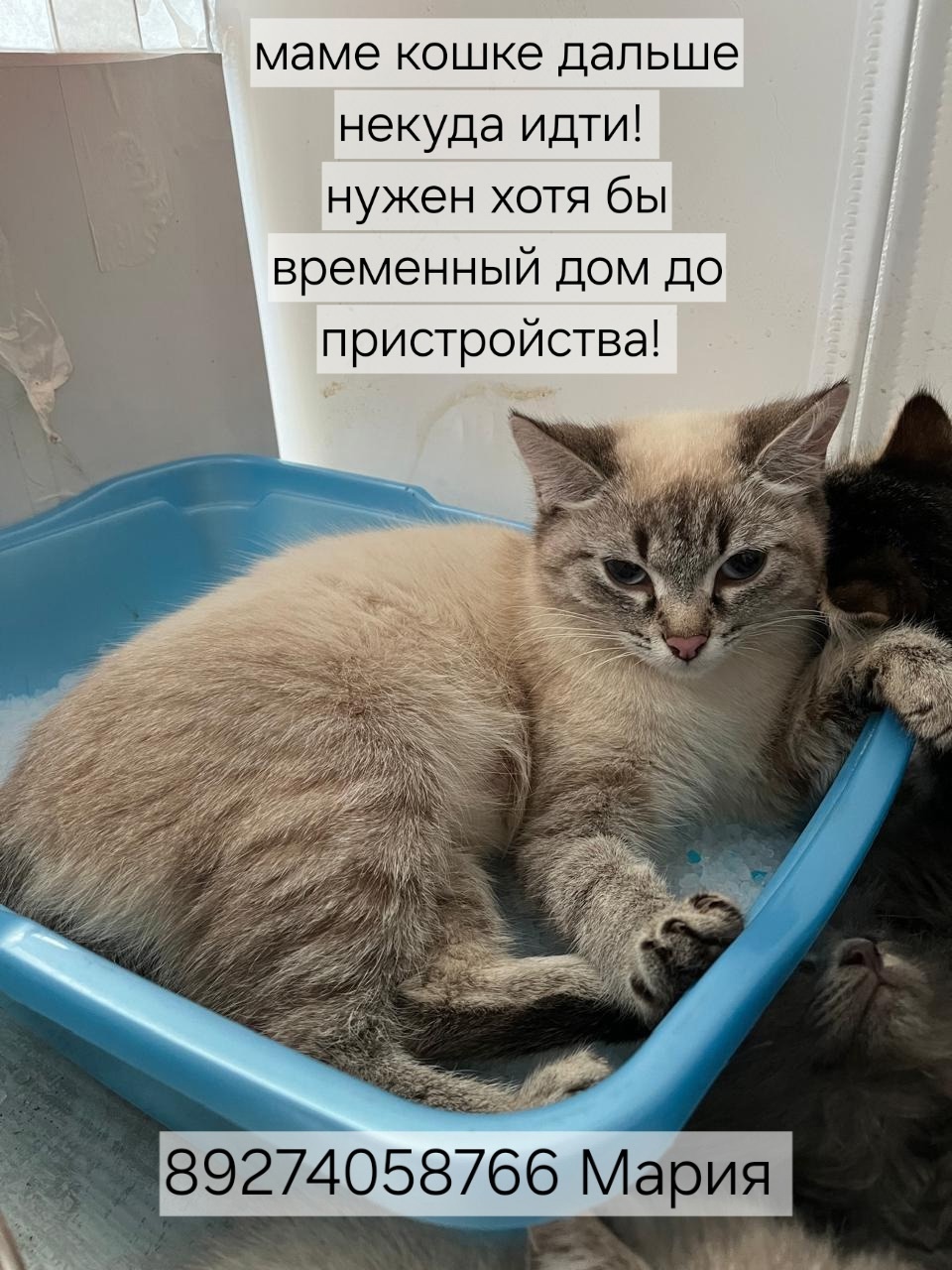 Красавица тайская кошечка Соня Эта