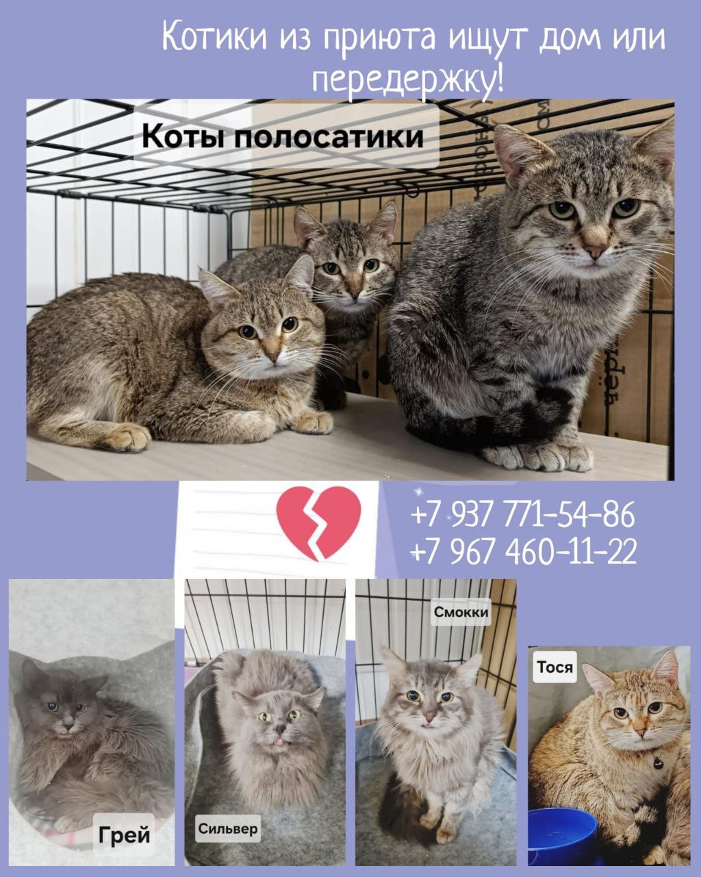 Кошка Ириска: ищет новый дом (2)
