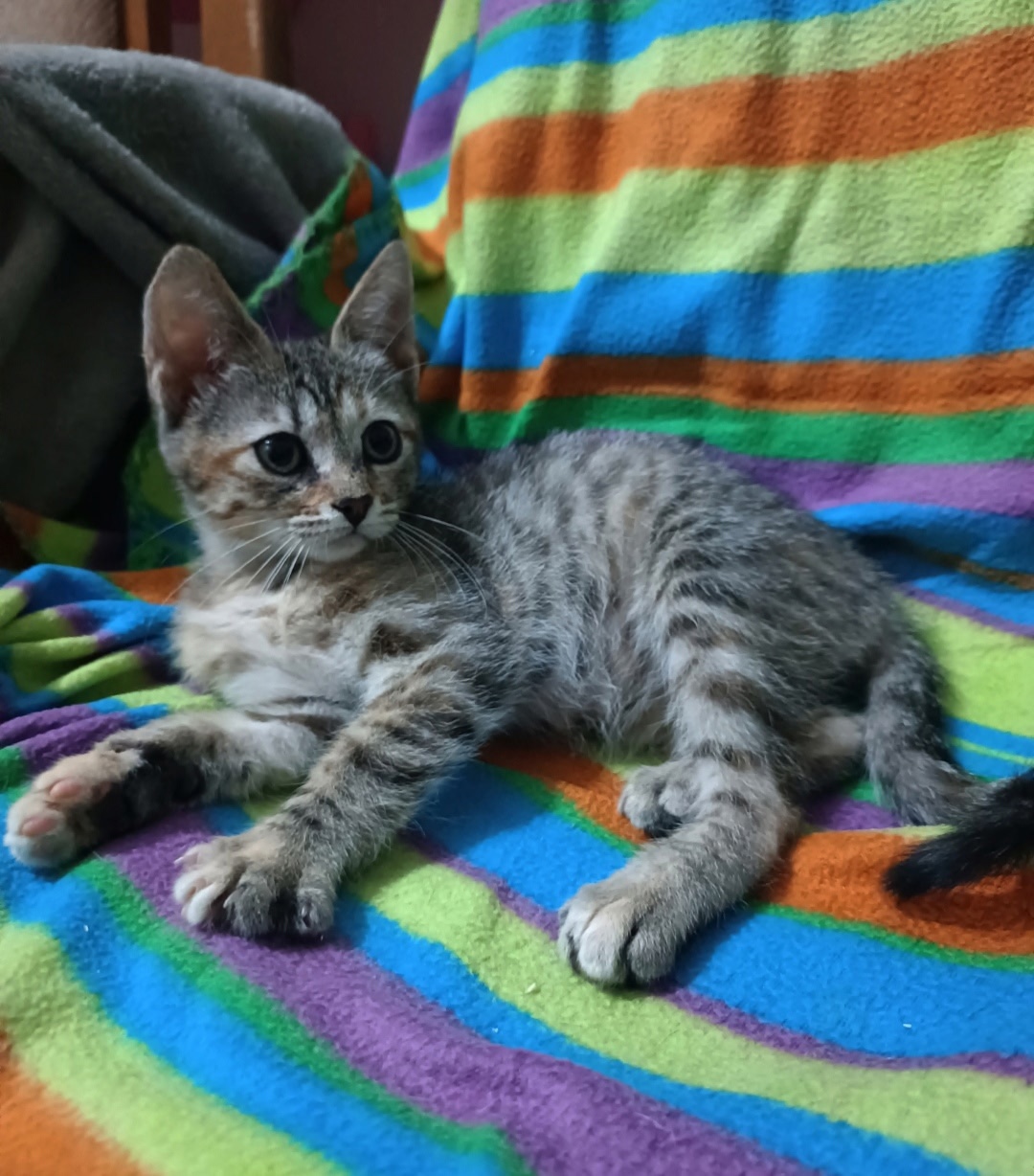 Чудесные котята ищут новый дом (4)