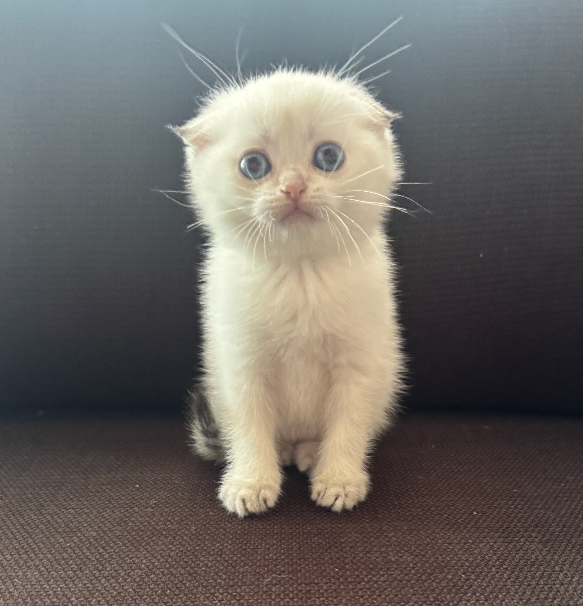 Шотландский котенок и шиншилла в