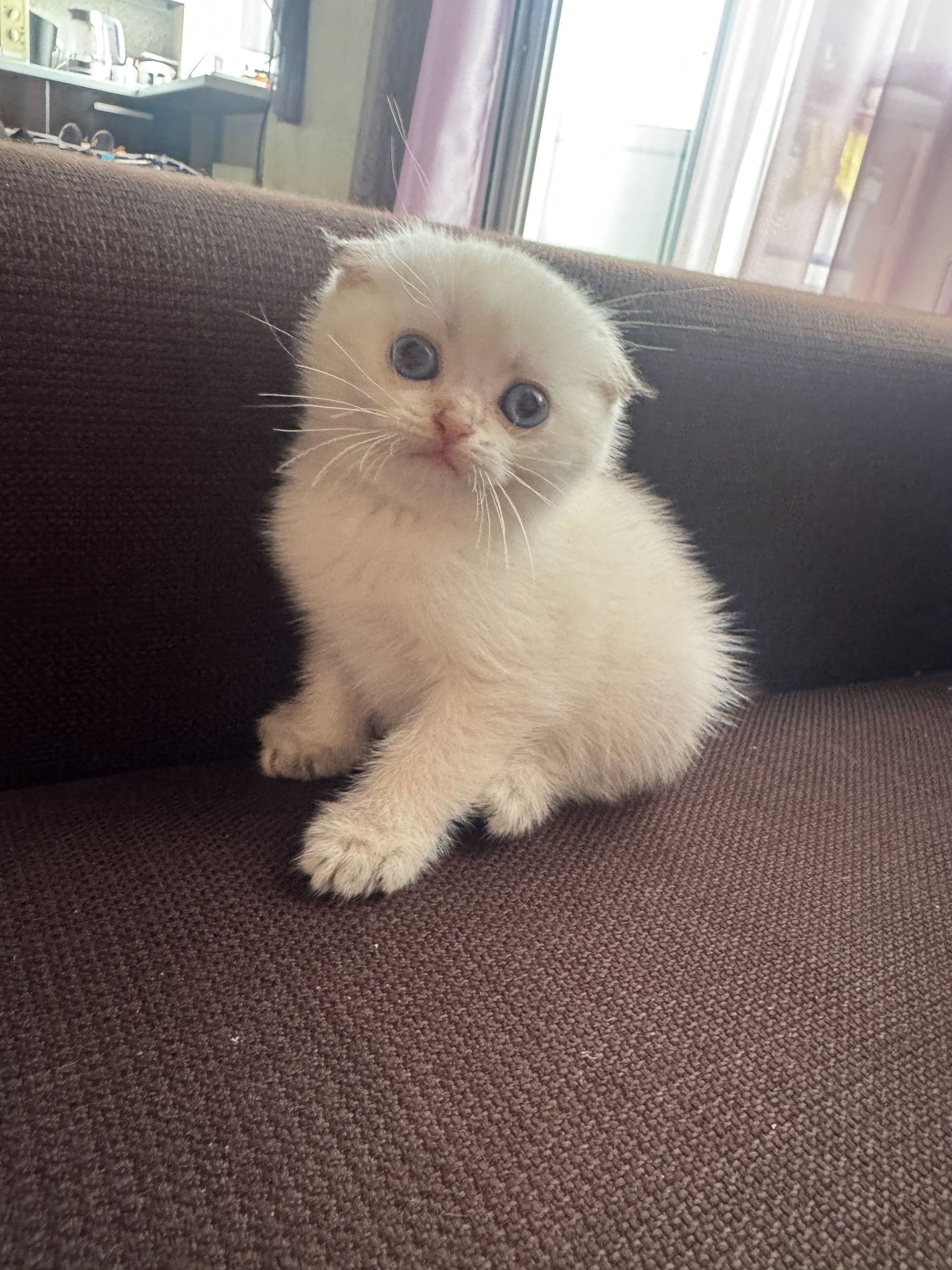 Шотландский котенок и шиншилла в (1)