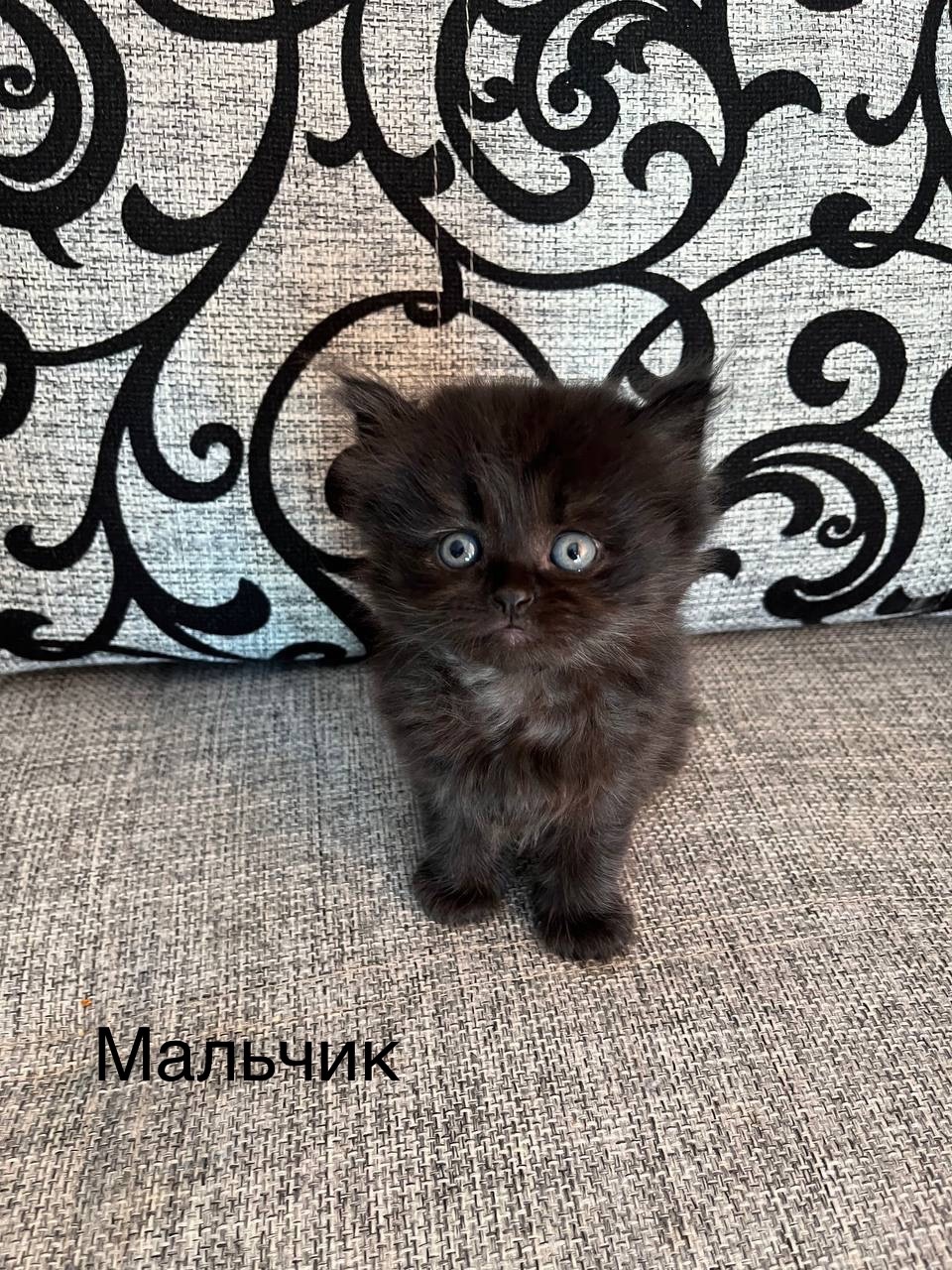 Очаровательные котята ищут дом Представляем (1)