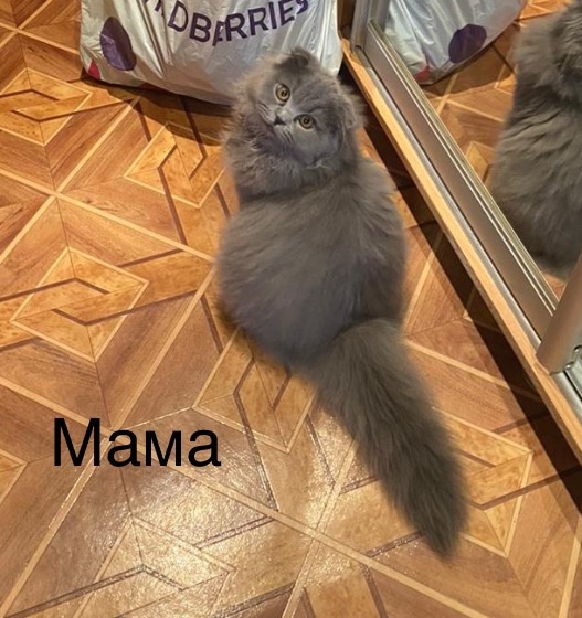 Очаровательные котята ищут дом Представляем (2)