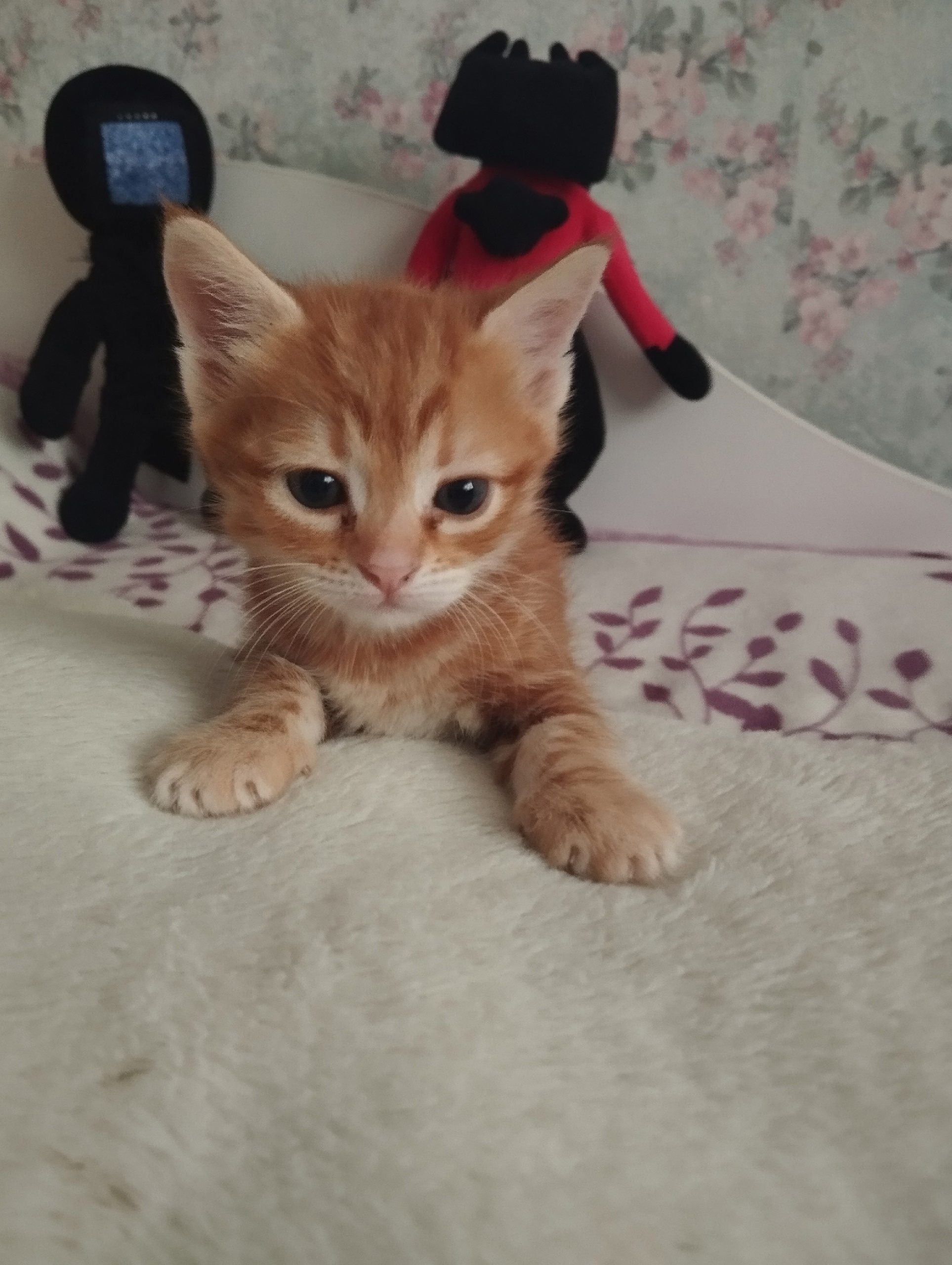 Рыжая кошечка ищет новый дом. (3)