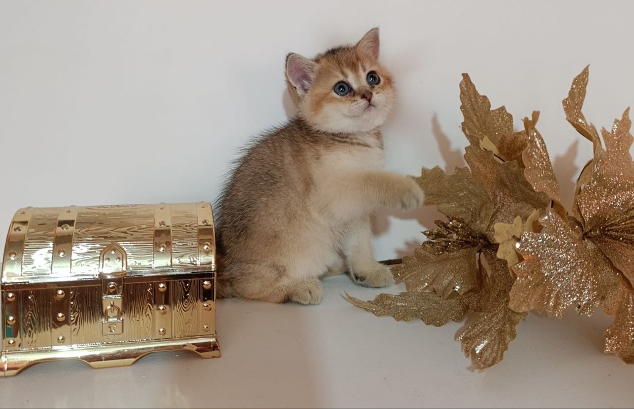 Золотые котята с породистыми данными (2)
