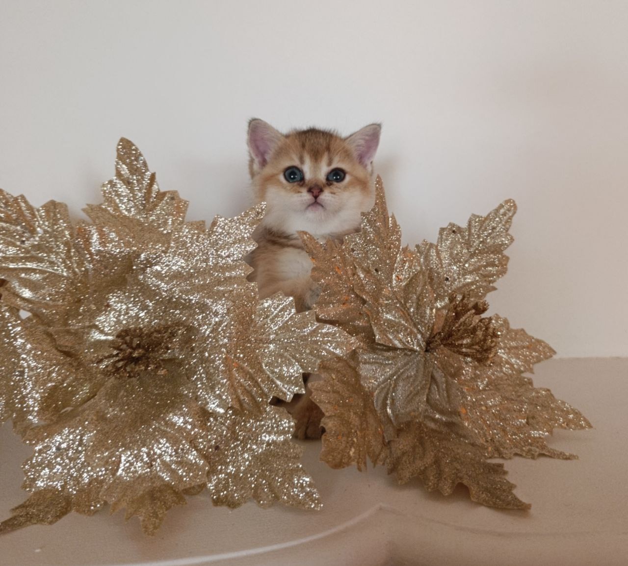 Золотые котята с породистыми данными