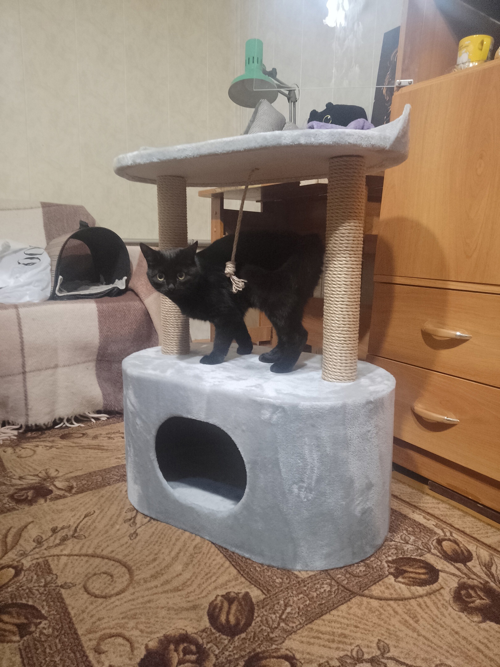 ### Пропажа миниатюрной кошки по (1)