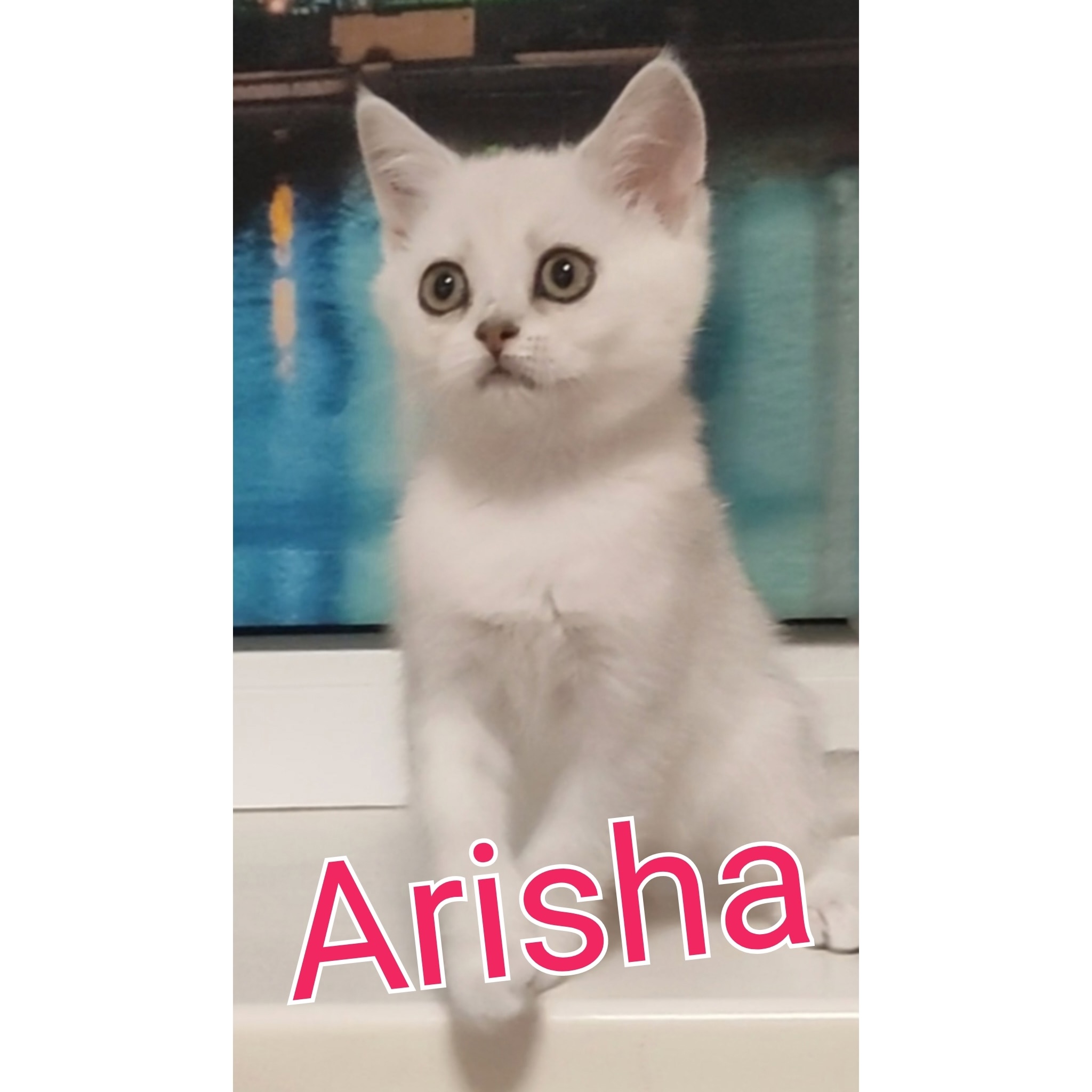 Шотландская девочка Arisha серебристая шиншилла