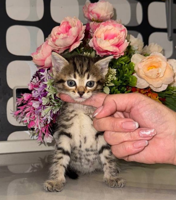 Котята ищут заботливых хозяев Милые