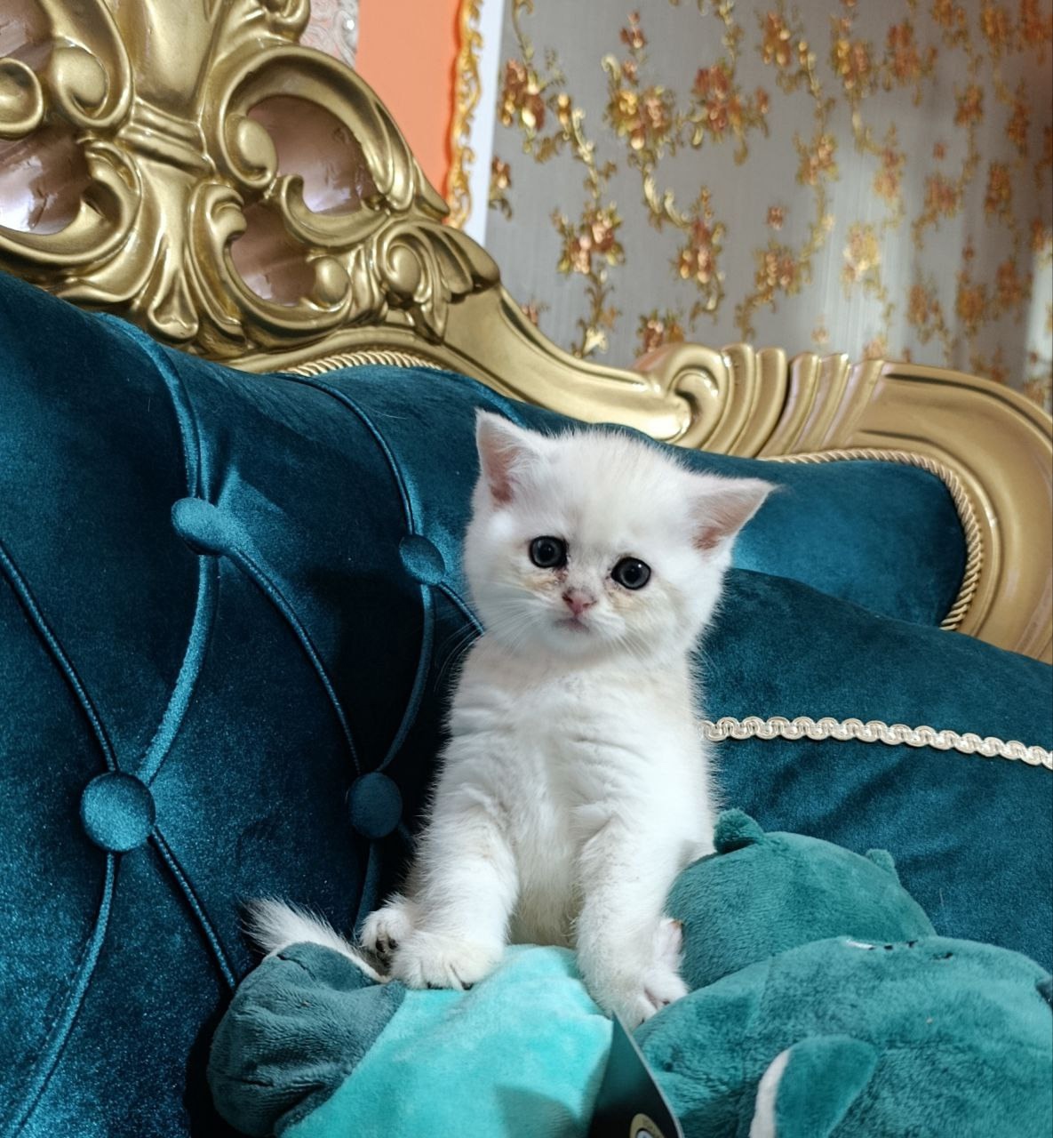 Чудесные котята с отличной наследственностью (1)