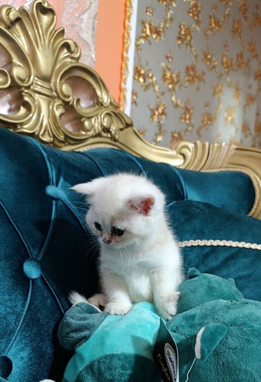 Чудесные котята с отличной наследственностью