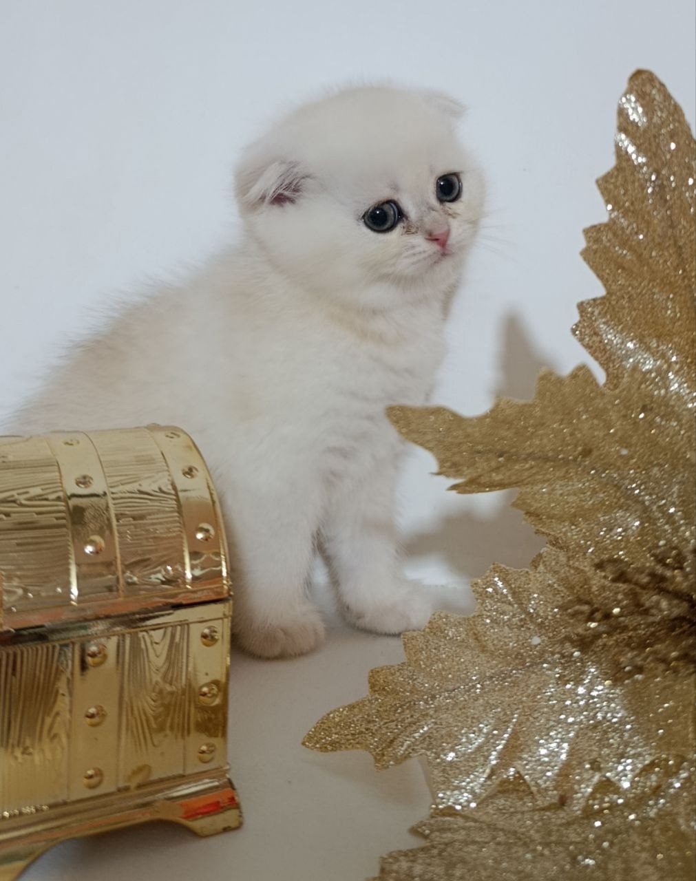 Чудесные котята с отличной наследственностью (4)