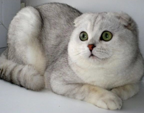 Чудесные котята с отличной наследственностью (5)